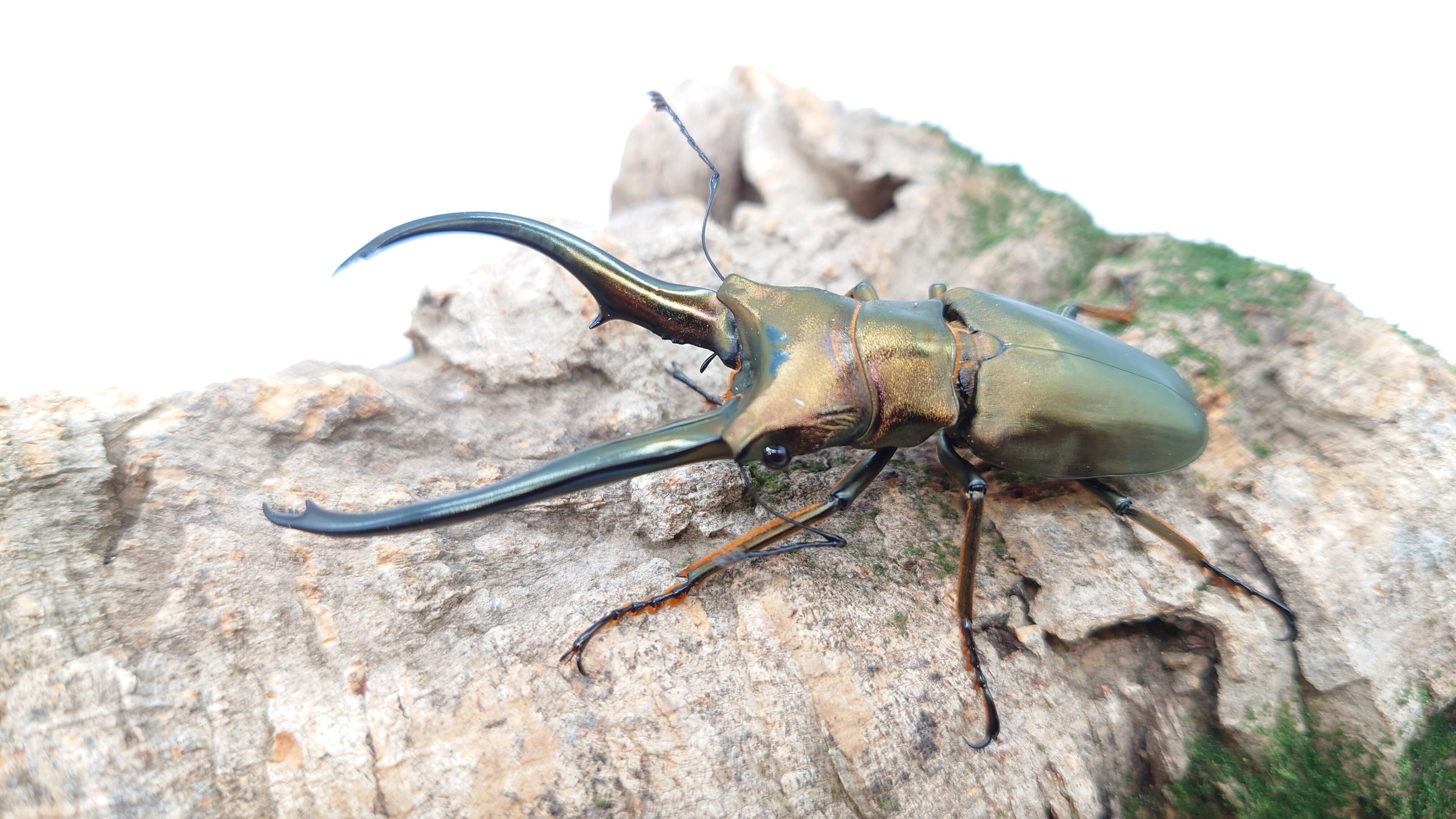 モンギローニホソアカ 初2令幼虫※10/26〆 | KIT【クワガタ本部】