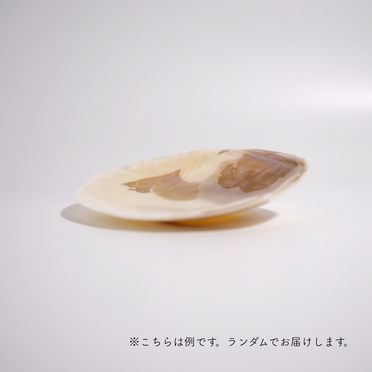 イケチョウ貝 / 小皿 インテリア