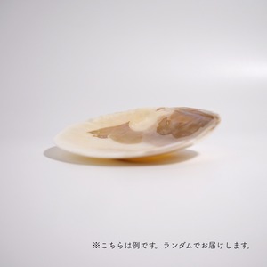 イケチョウ貝 / 小皿 インテリア
