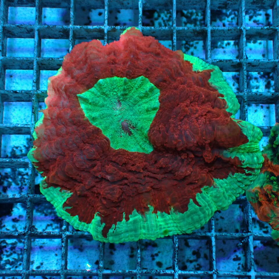アザミハナガタサンゴ | HOUSE REEF(ハウスリーフ)サンゴ・海水魚