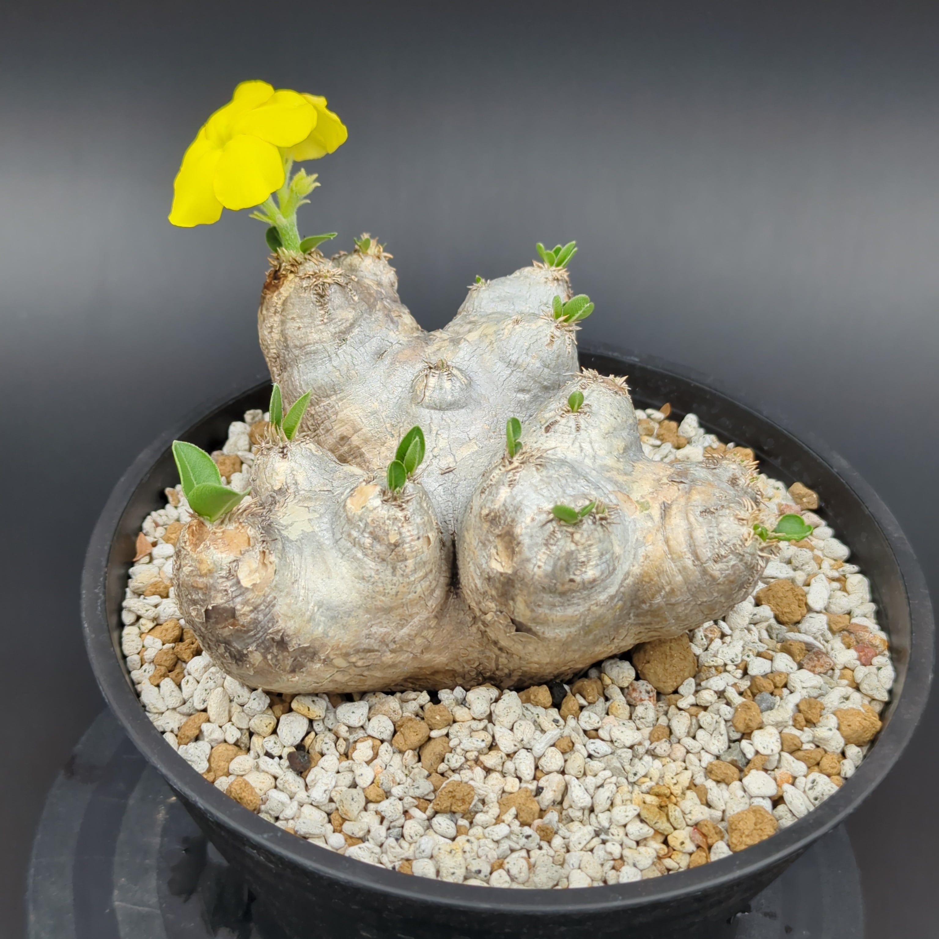 大株 恵比寿笑い パキポディウム ブレビカウレ パキポディウム・ブレビカウレ '恵比寿笑い' 【大株】 | BRIDGE GARDEN