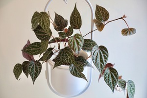【S】ピペル オルナツム/Piper ornatum  ※ハンギングポット付き