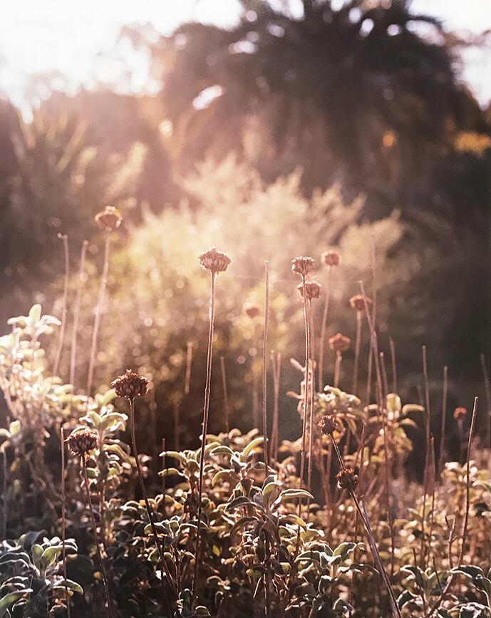 残間奈津子(写真)チェリーセージ (西日・大四つサイズ ⑫)