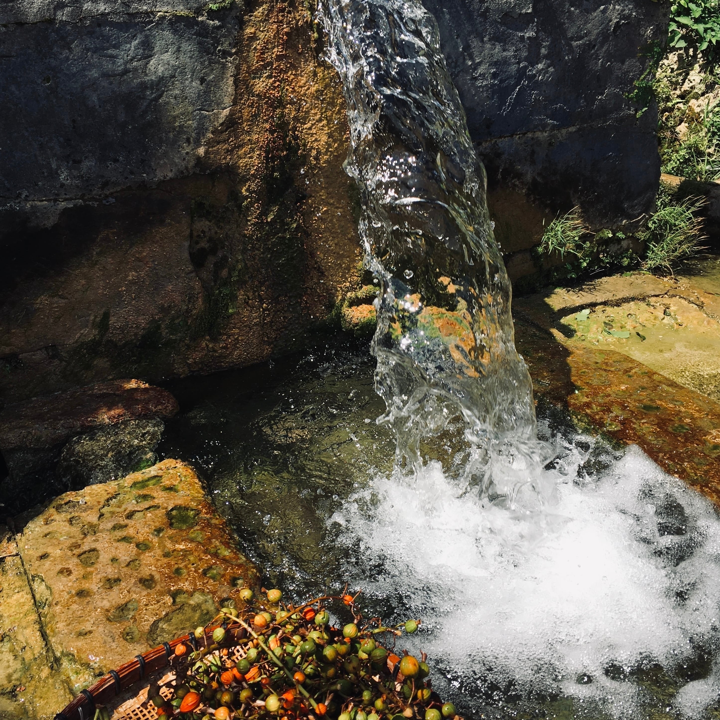 月桃実茶（ホール）【袋入】66g | REAL PLANTS