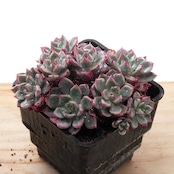 抜き苗 七福美尼 群生 Echeveria 'Shichifuku-bini'