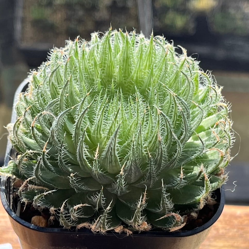 ハオルチア・アロエ Jyo_ji アロエ・ハオルチオイデス | trigger