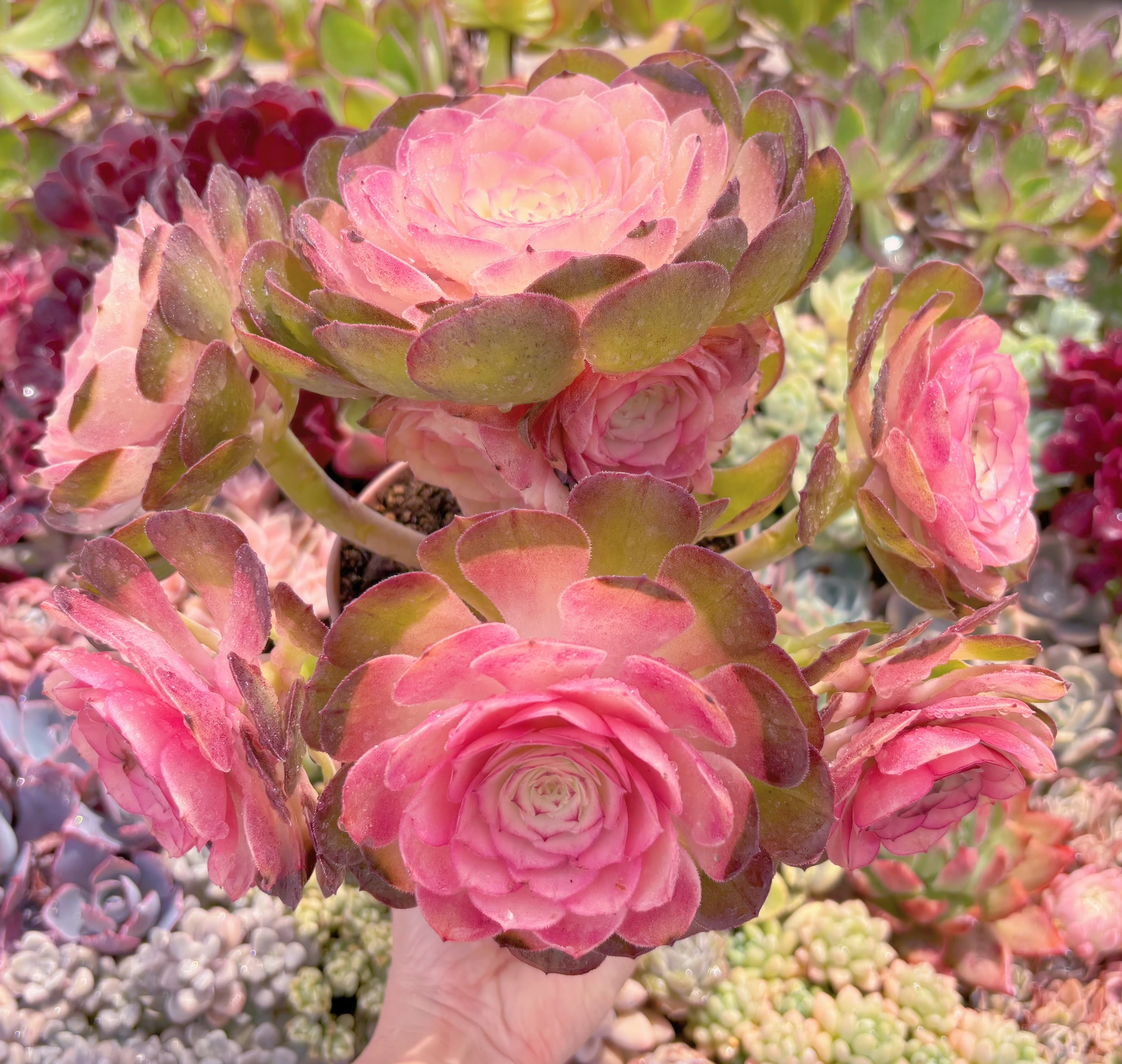 現品　ハロウィン錦#536　特大群生　新入荷　るる農園