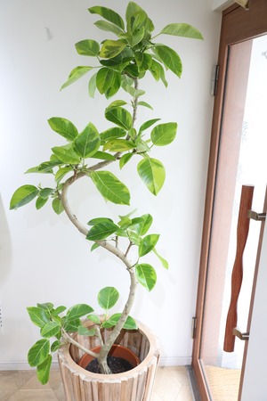 【L】【渋谷区周辺エリア/配送料無料】【190cm】フィカス アルテシマ/Ficus Altissima　※鉢カバー別