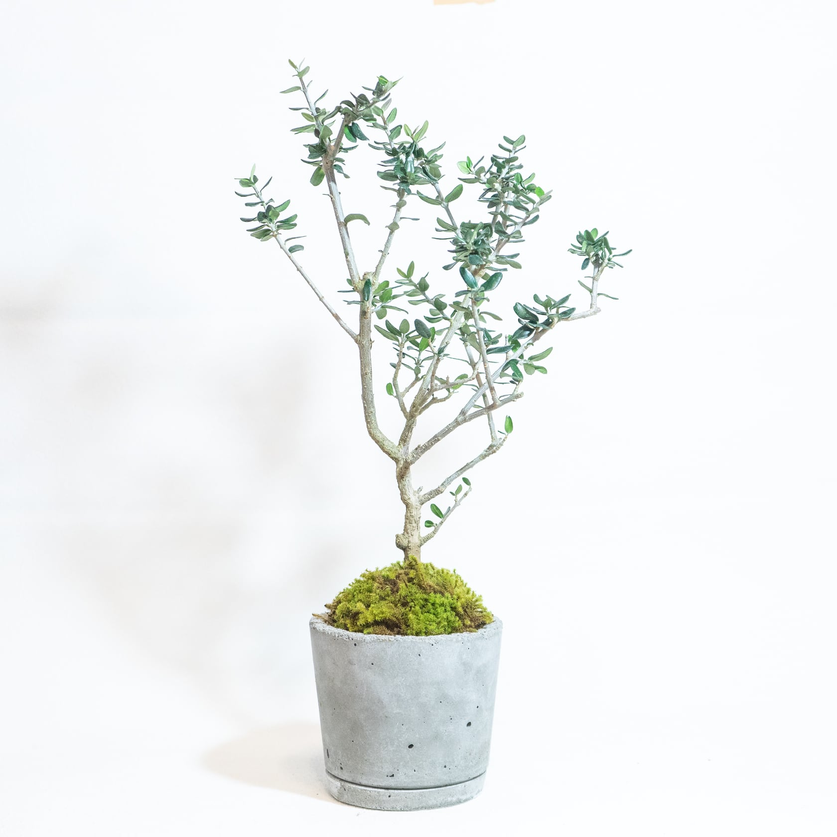 ＼送料無料／≪ 観葉植物 ≫オリーブ×苔の鉢植え／ざらっとした風合いのシンプルなモルタル鉢