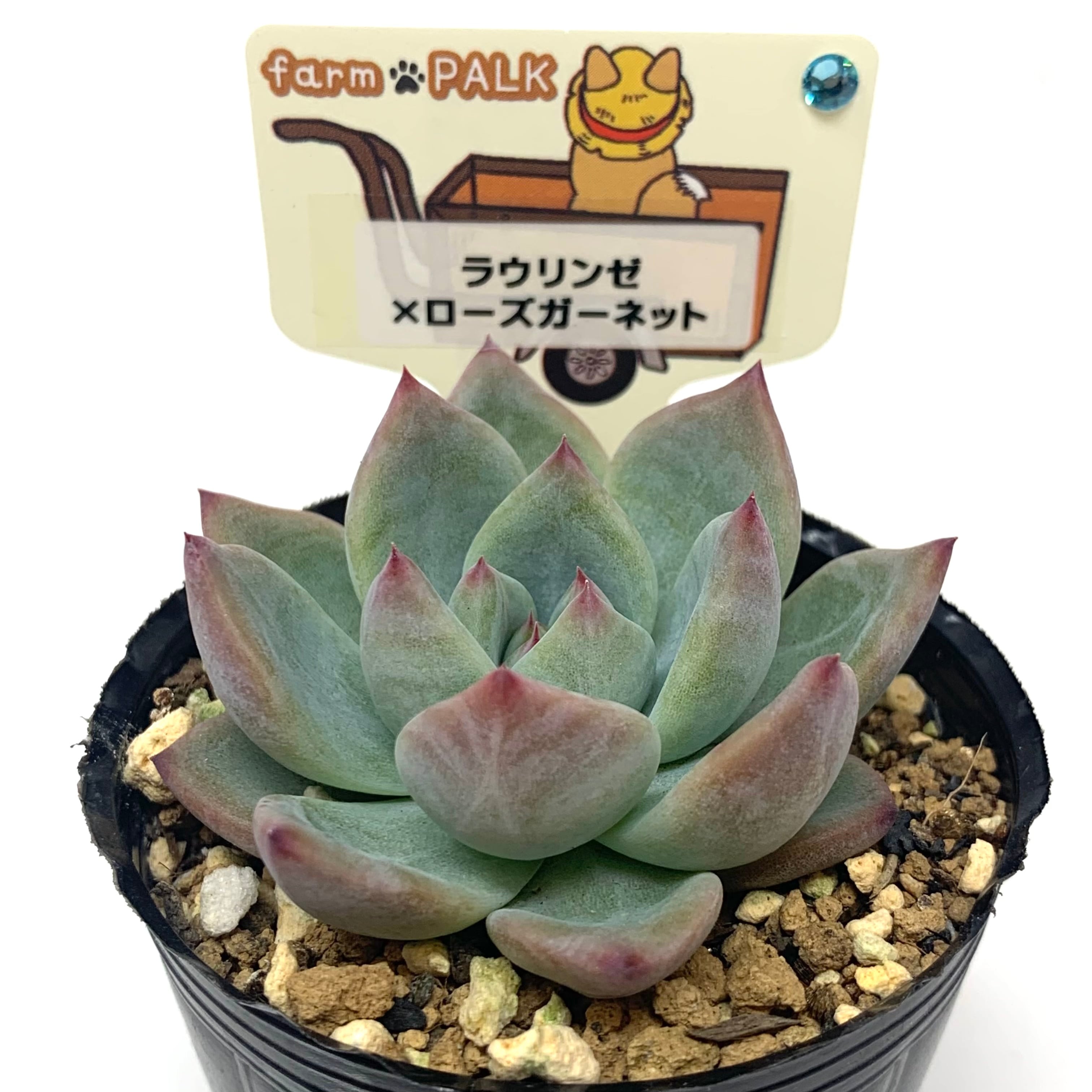 エケベリア ラウリンゼ | www.scoutlier.com