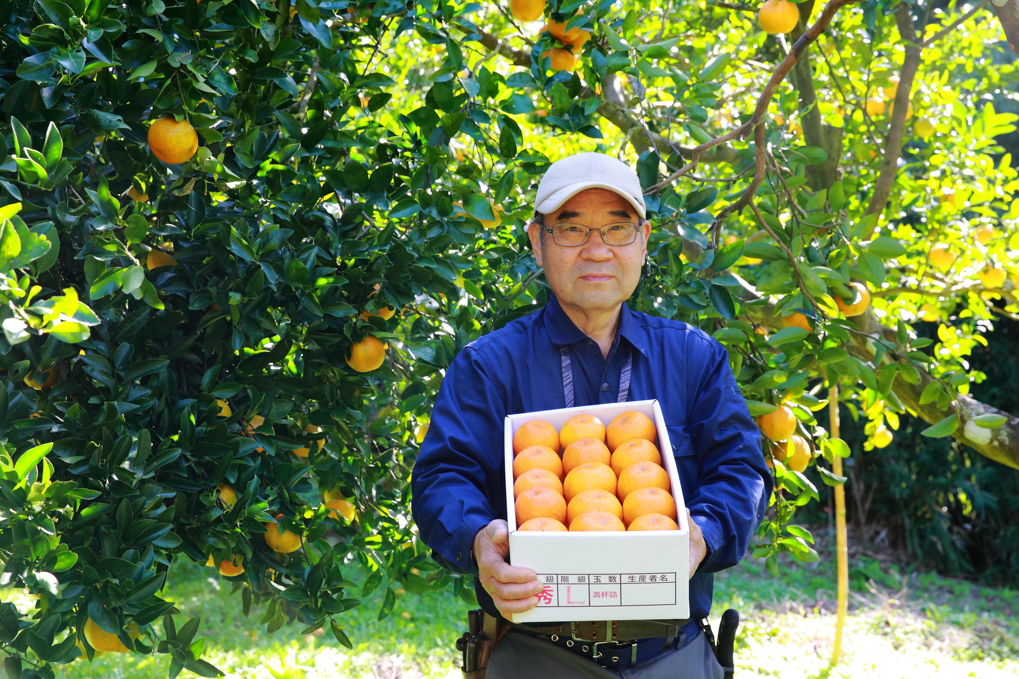 50年除草剤不使用の畑で作るぽんかん【5㎏】｜のっちーよオンライン