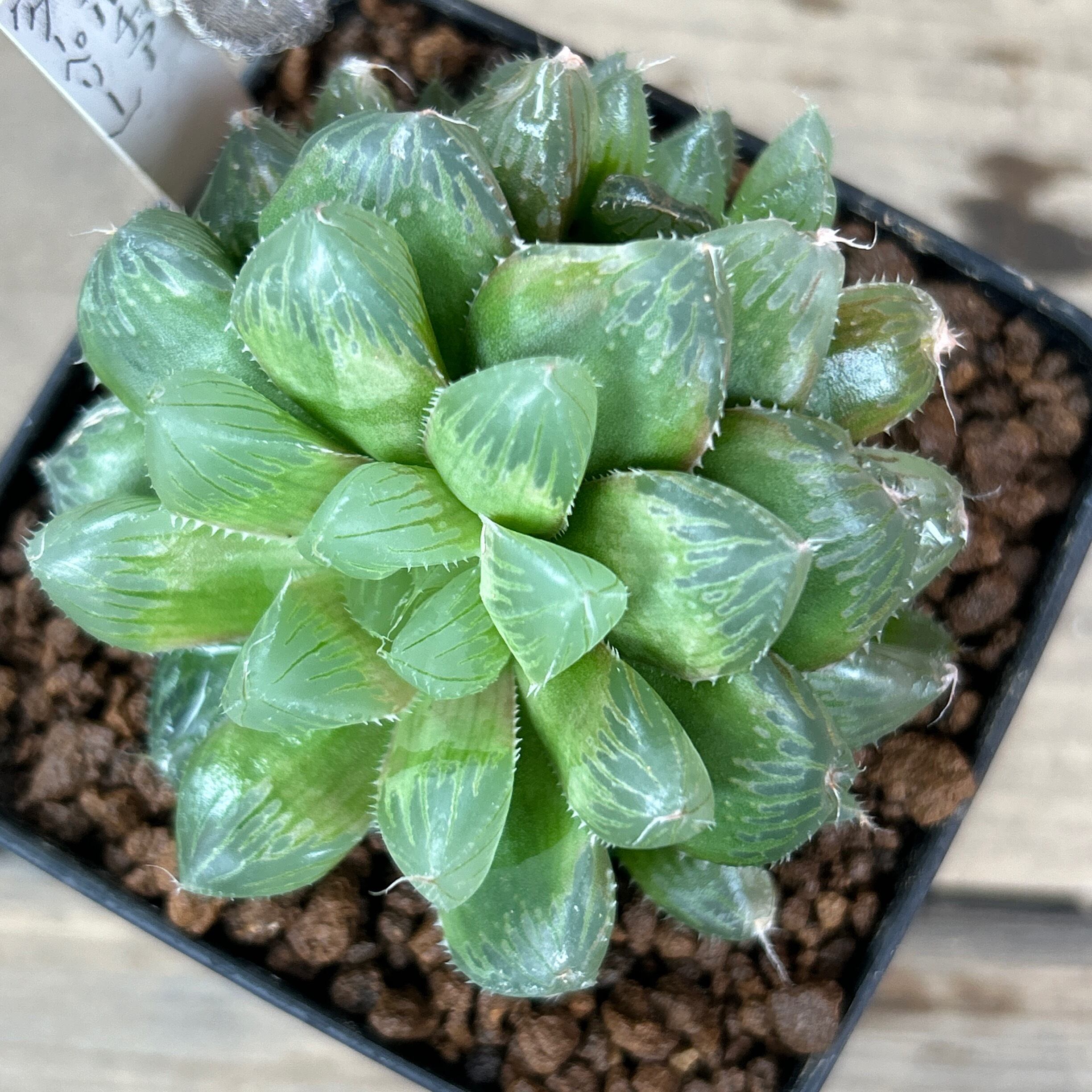 多肉植物 ハオルチア クーペリ錦 激レア 希少種 多肉植物 ハオルチア クーペリ錦 激レア 希少種