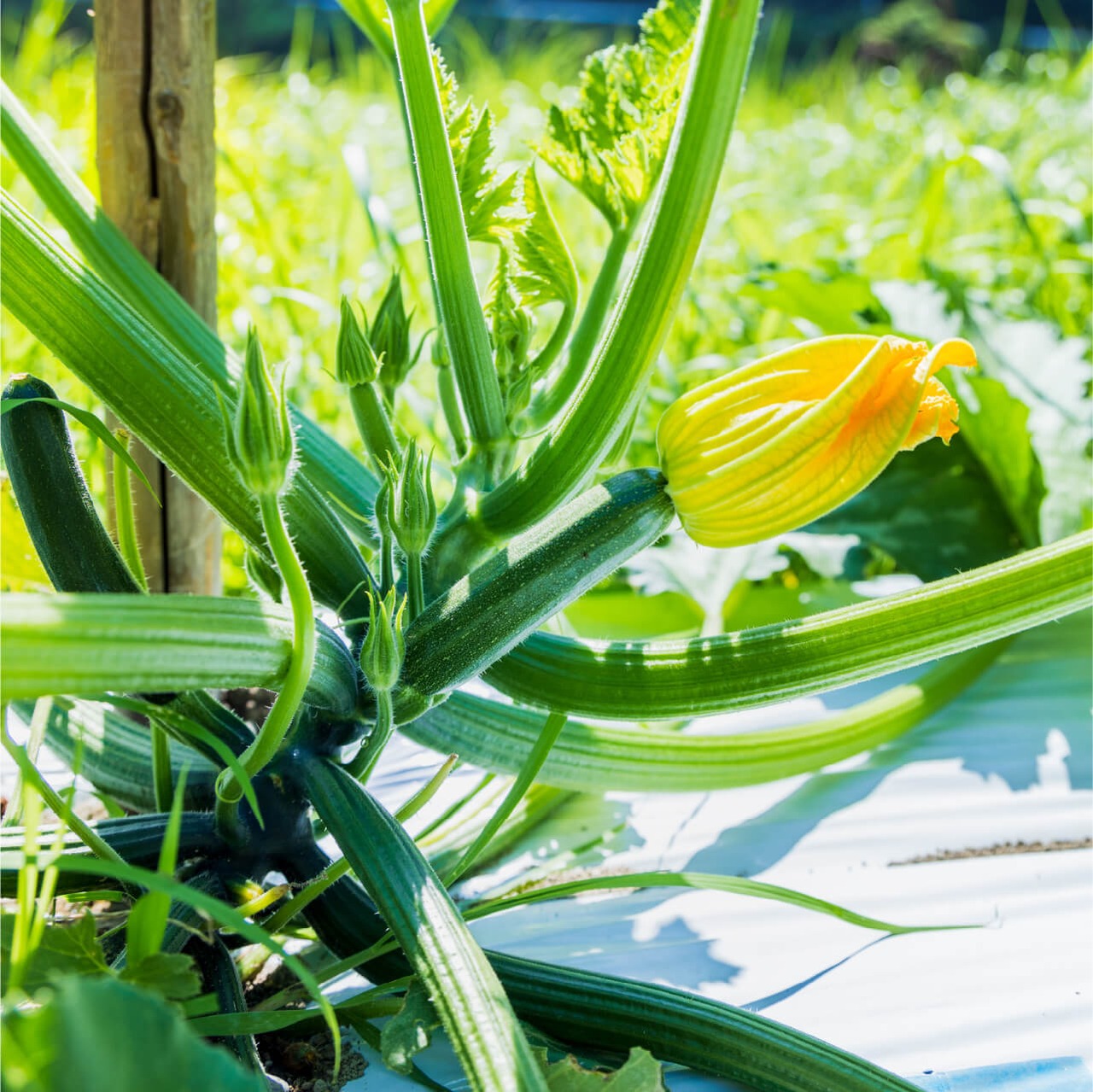夏野菜詰合せセット※2-3人前