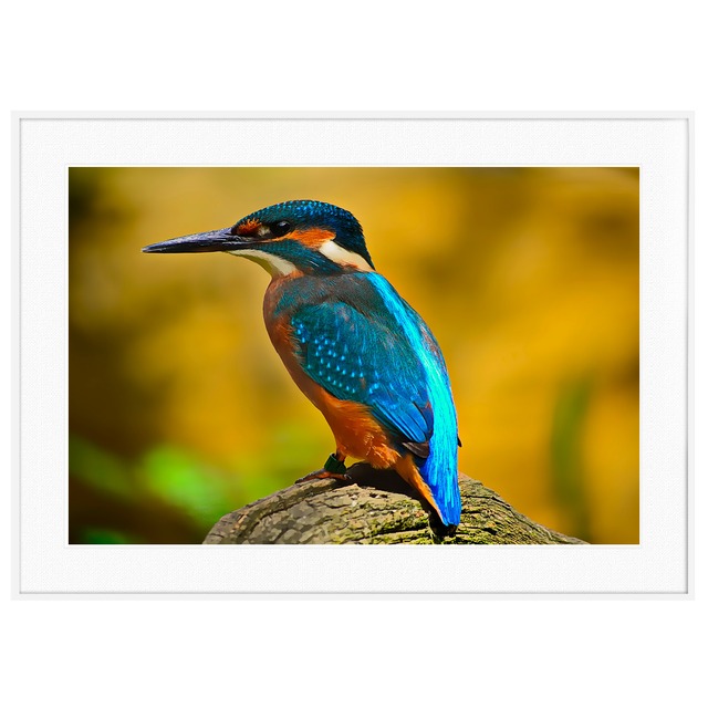 動物写真 鳥 カワセミ インテリアアートポスター額装 AS4114