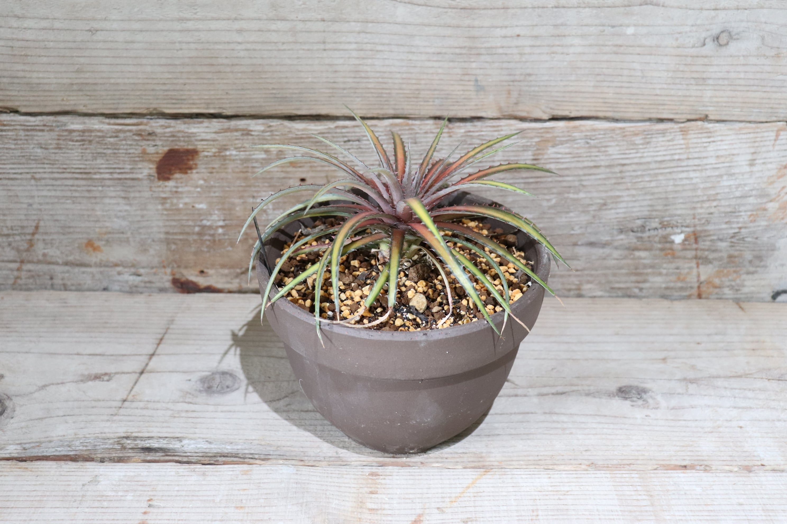 78ca8ac2106096aa9fb5d2da383999