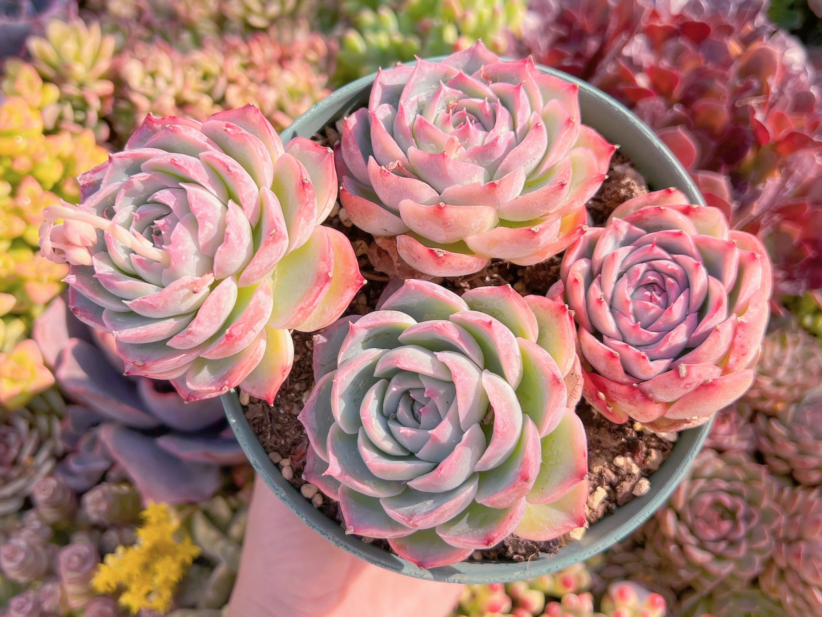 現品　シルエット#K130　るる農園