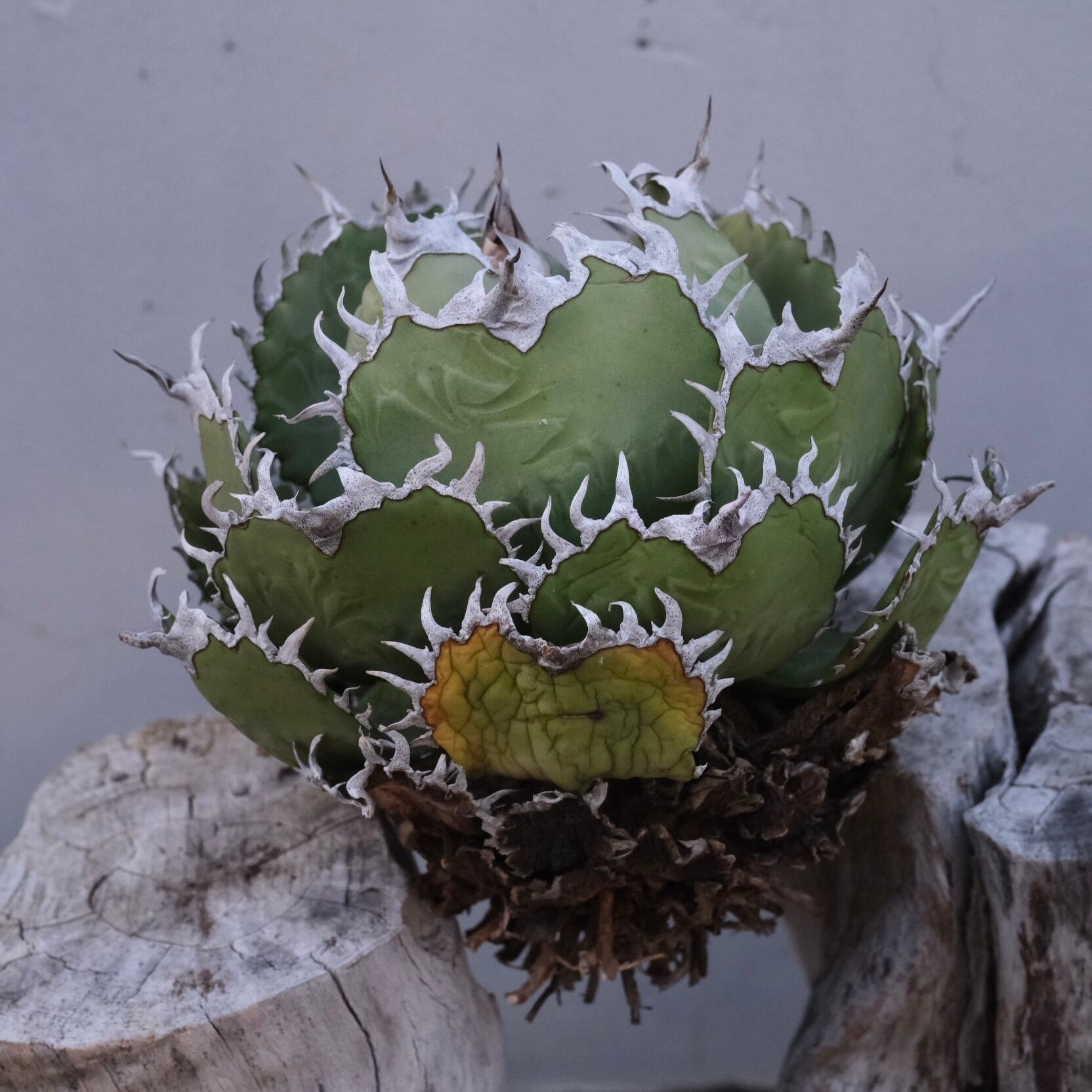 大株）Agave titanota Wabi フィリグリー ф16cm | wabi
