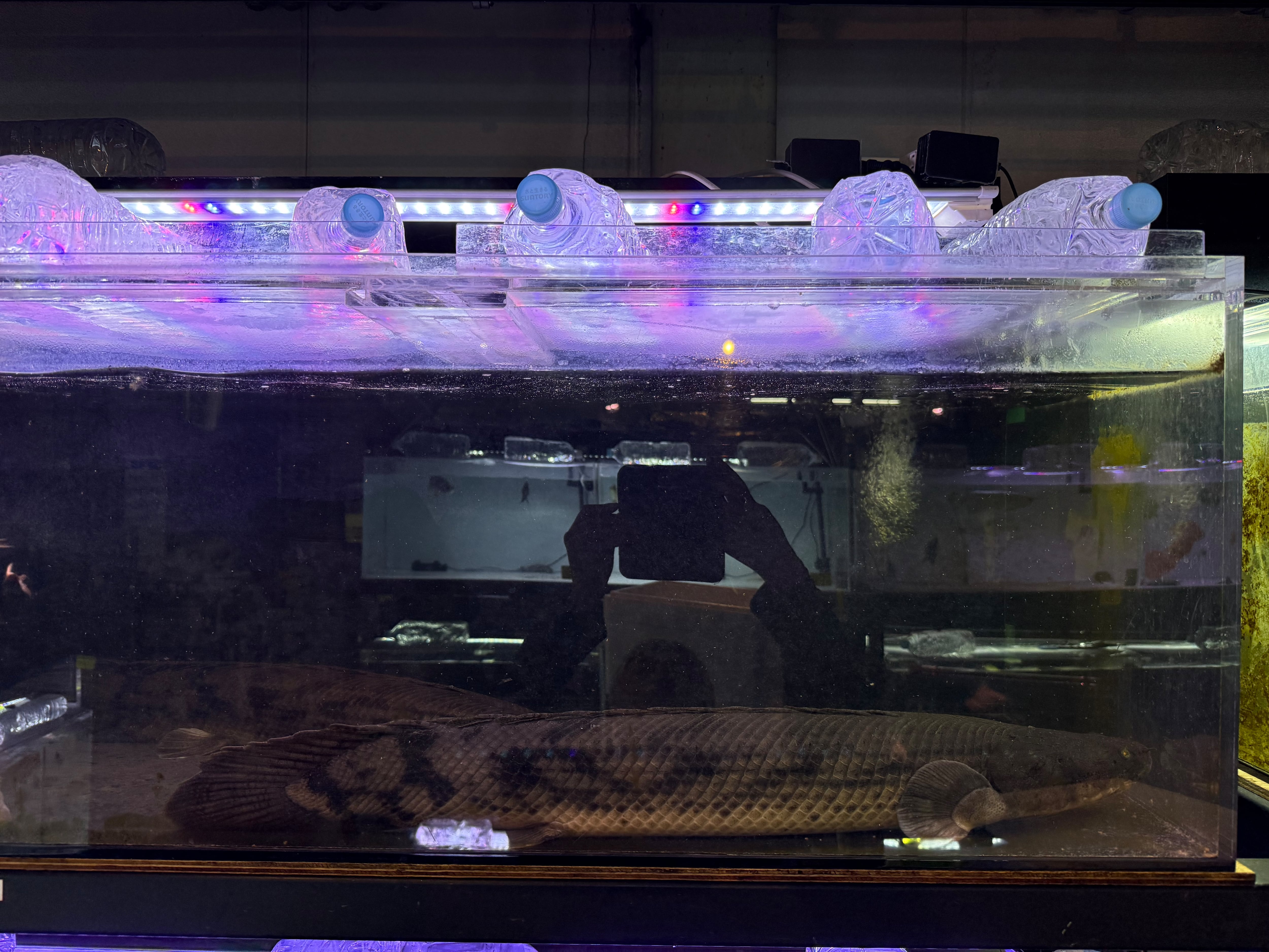 中古 カンテツ水槽 1685×600×450 ※引取限定 2026年最新Yahoo