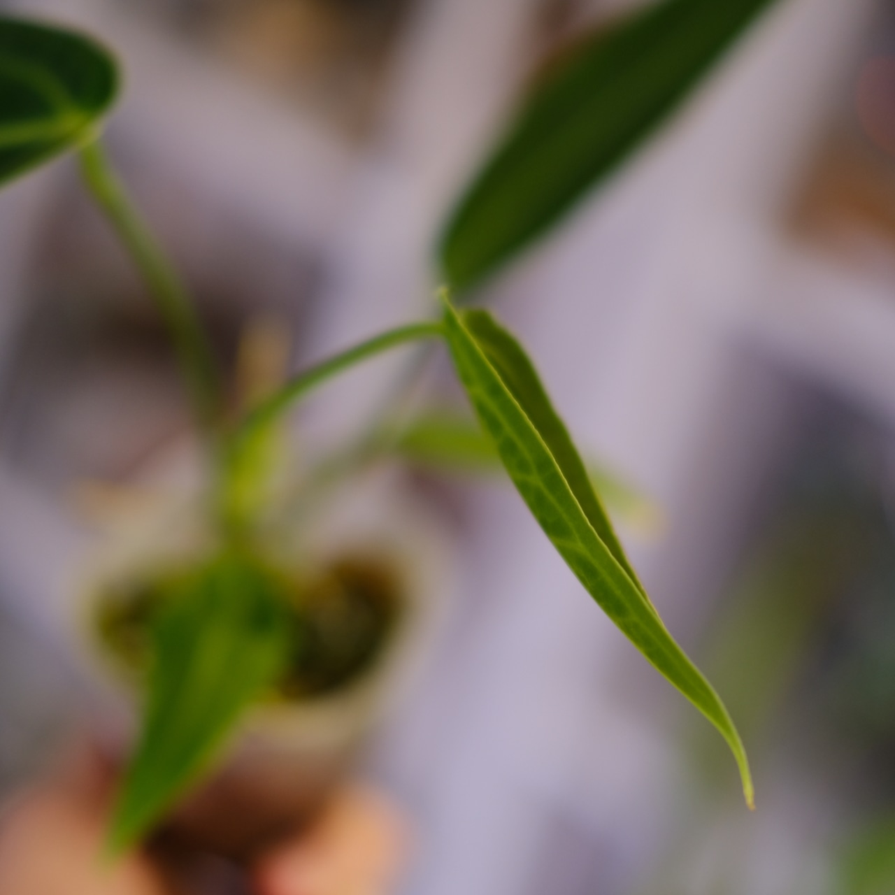 Anthurium Warocqueanum|アンスリウム・ワロクアーナム②|観葉植物