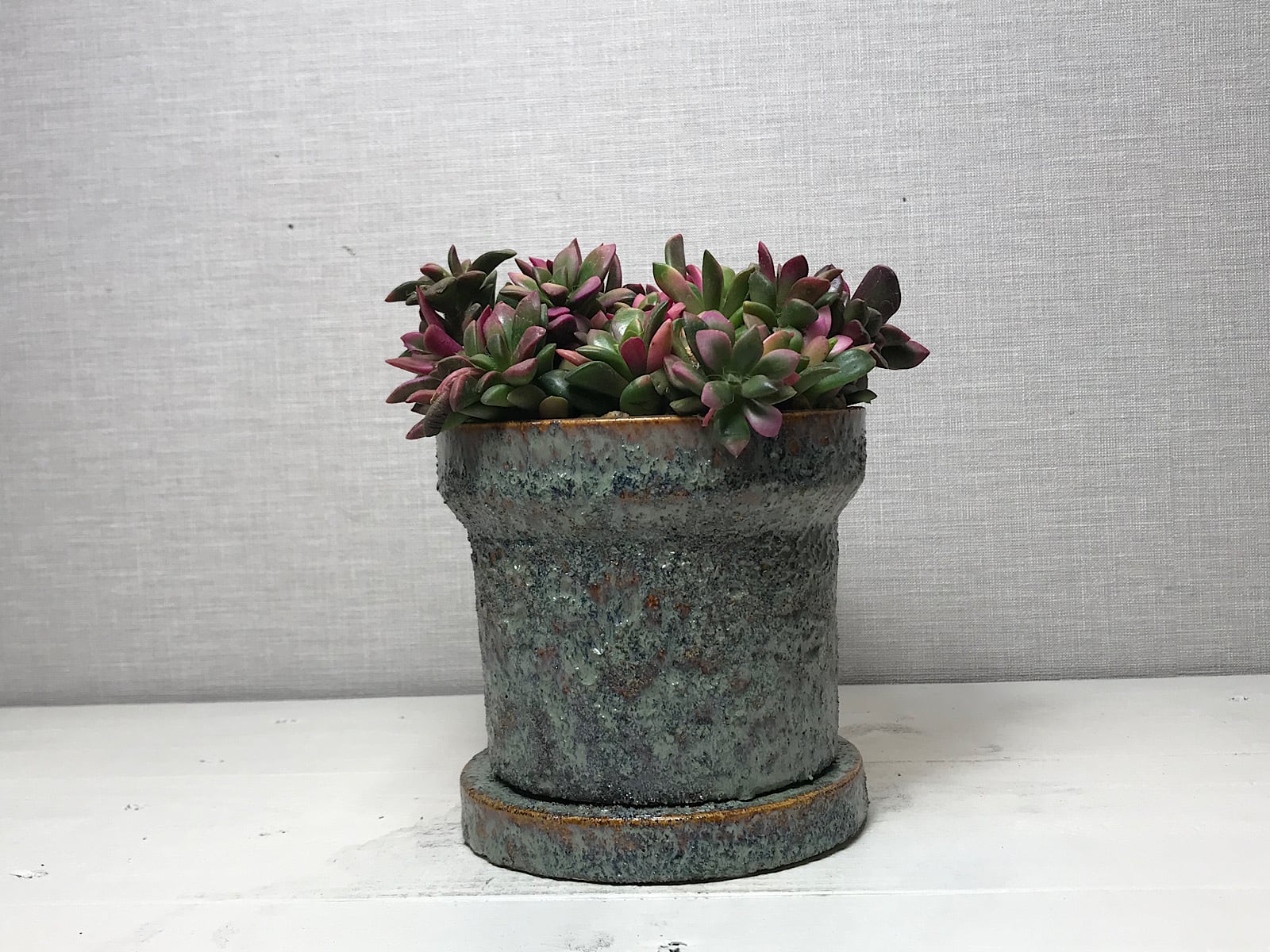 アナカンプセロス 桜吹雪