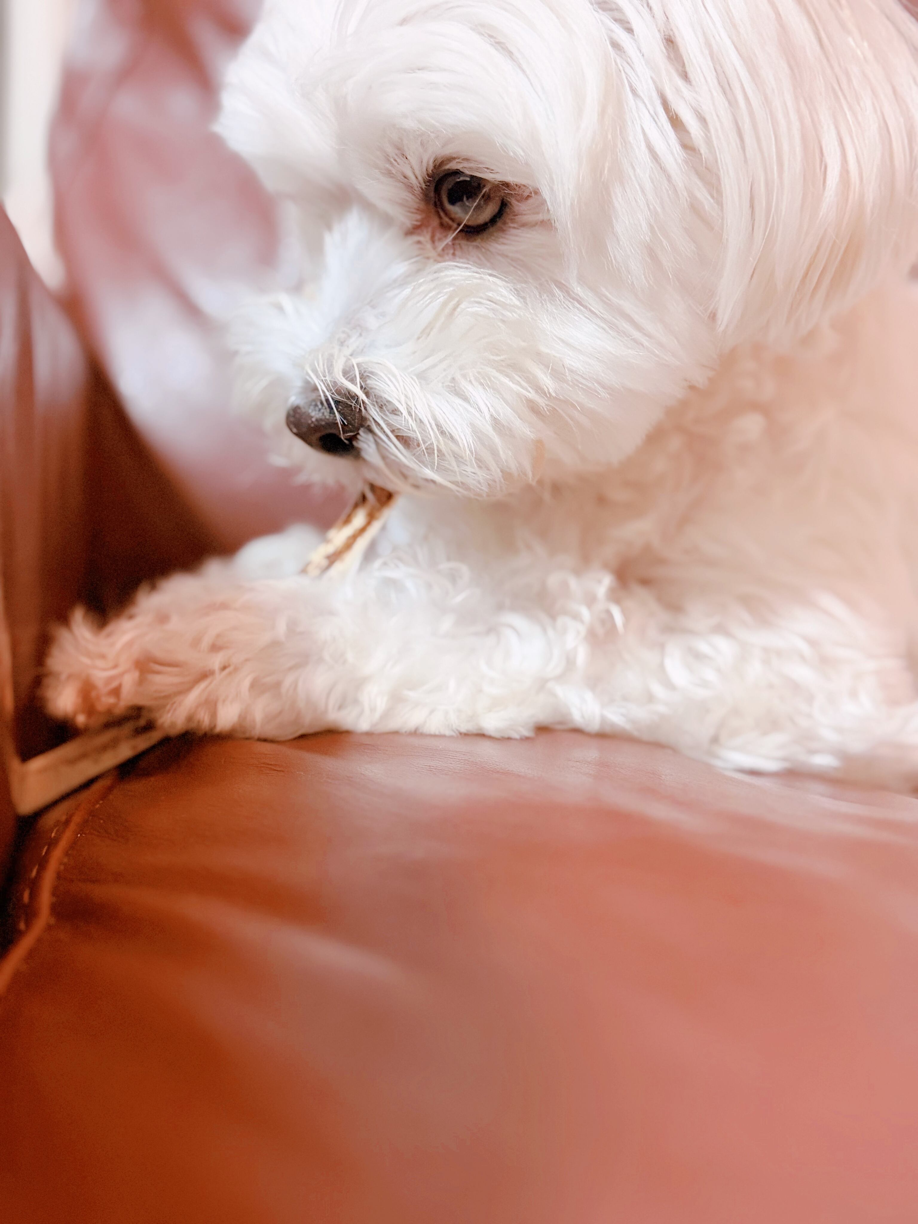 ドッグガムSサイズ(超小型~小型犬向) 鹿角かみかみ習慣 犬用ガム 天然鹿角 デンタルケア 国産 無添加 ストレスケア 犬用おもちゃ 歯ぐきマッサージ