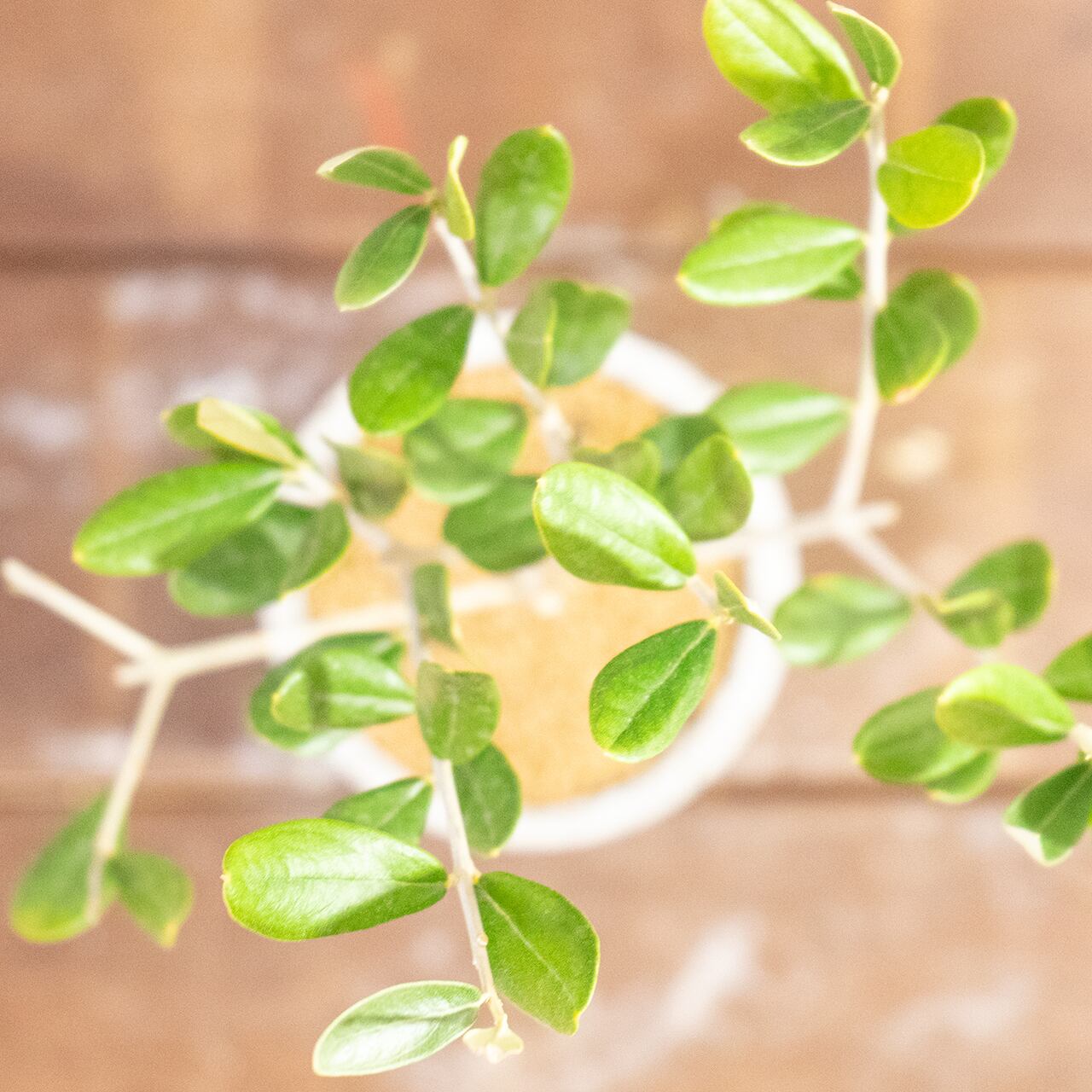 オリーブ・ルッカ|左右対称に整った枝ぶりが美しい、空間をやさしく彩るスタイリッシュなミニツリー【虫発生抑制/手作りモルタル鉢】