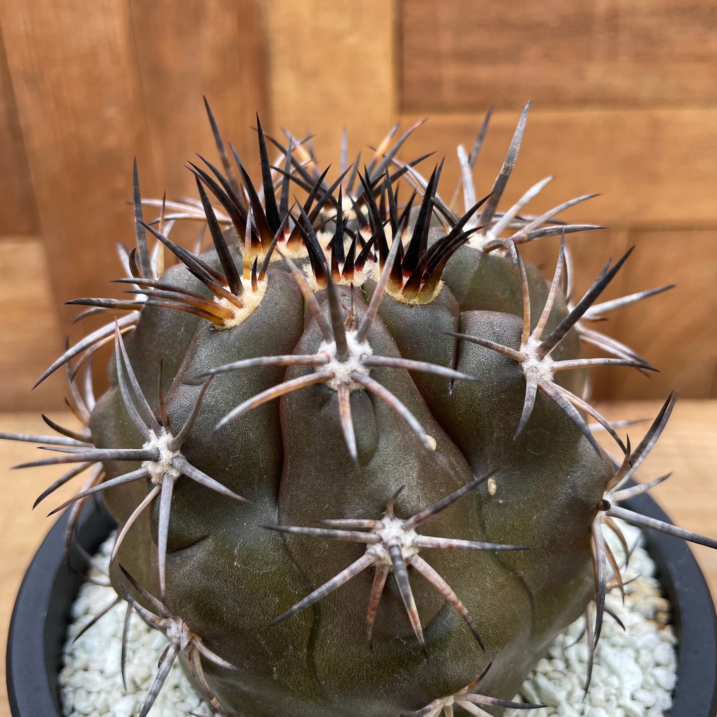 現地球 Copiapoa コピアポア ひそめ 雷血丸 カキコ自根