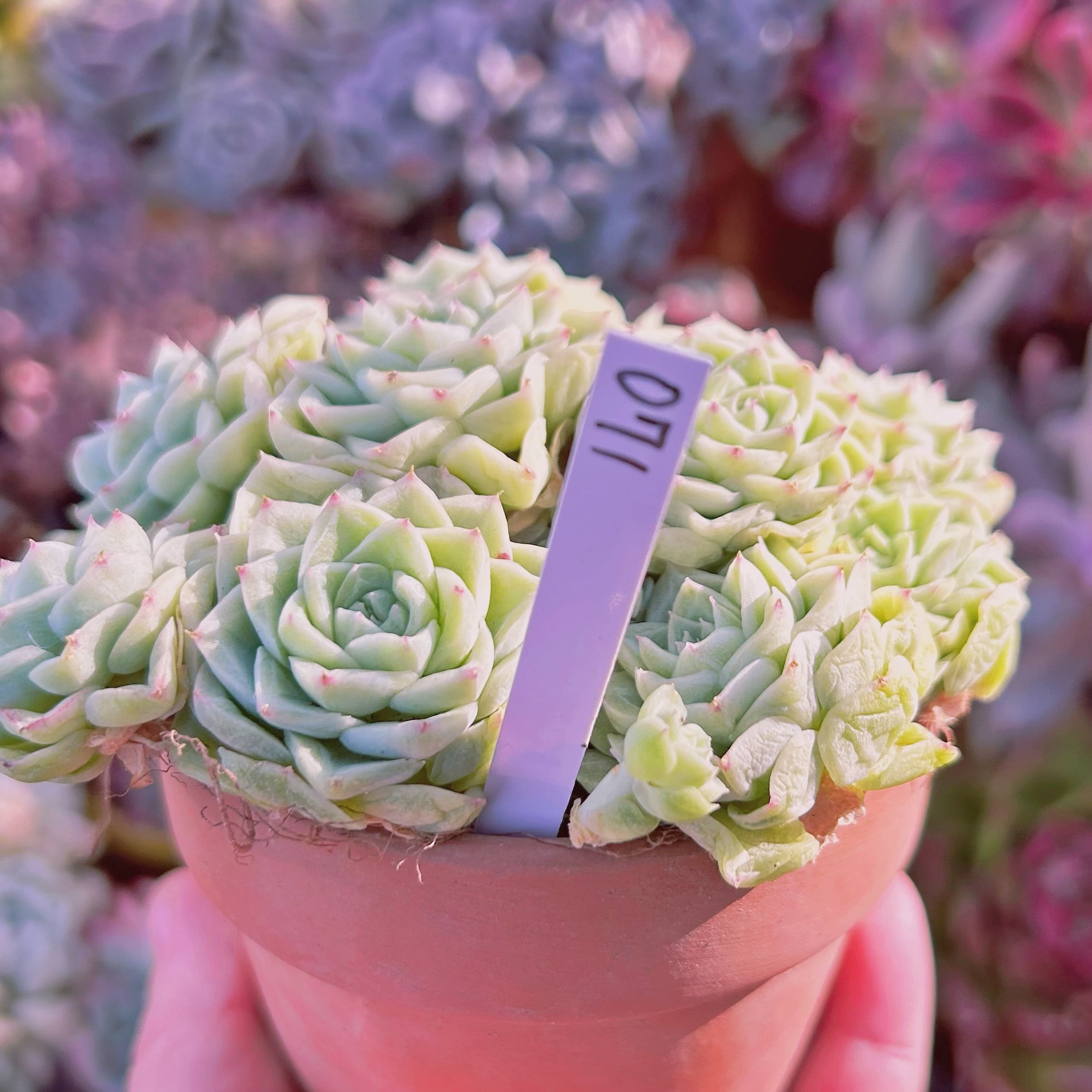 071現物 多肉植物 Echeveria ホワイトスワン 特大群生 | るる農園~多肉