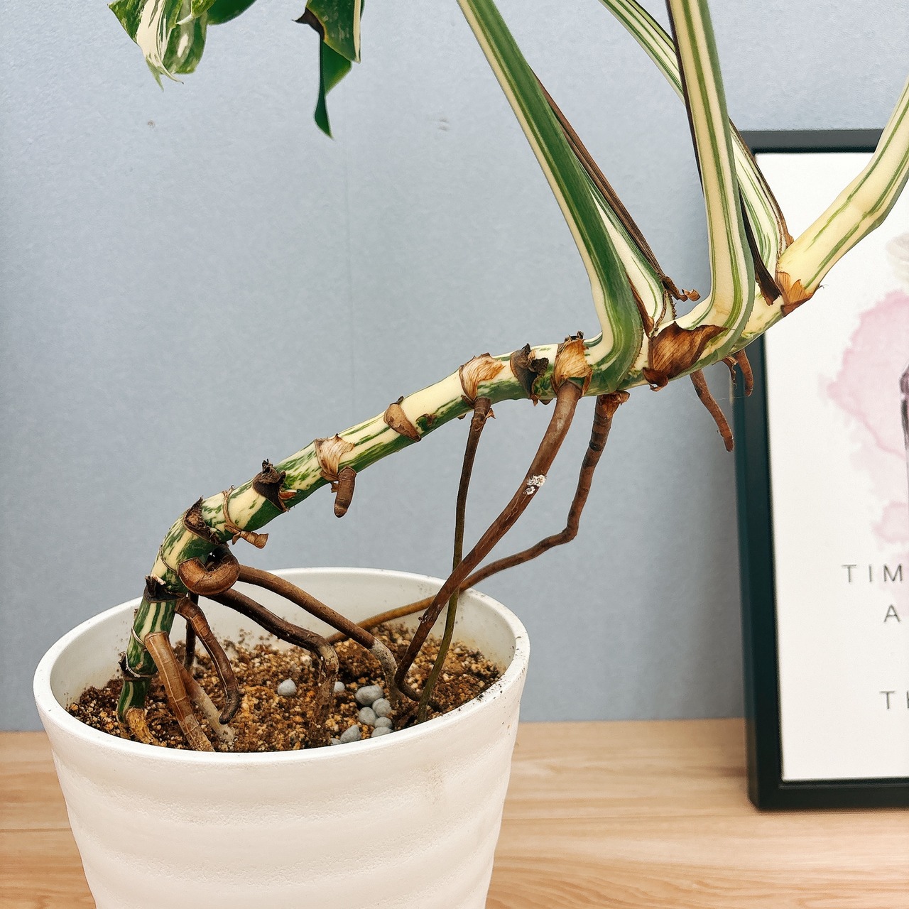 茎伏せ白多めハーフムーン 斑入りモンステラボルシギアナホワイト  