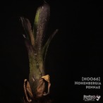 【送料無料】Hohenbergia pennae〔ホヘンベルギア〕現品発送H0066