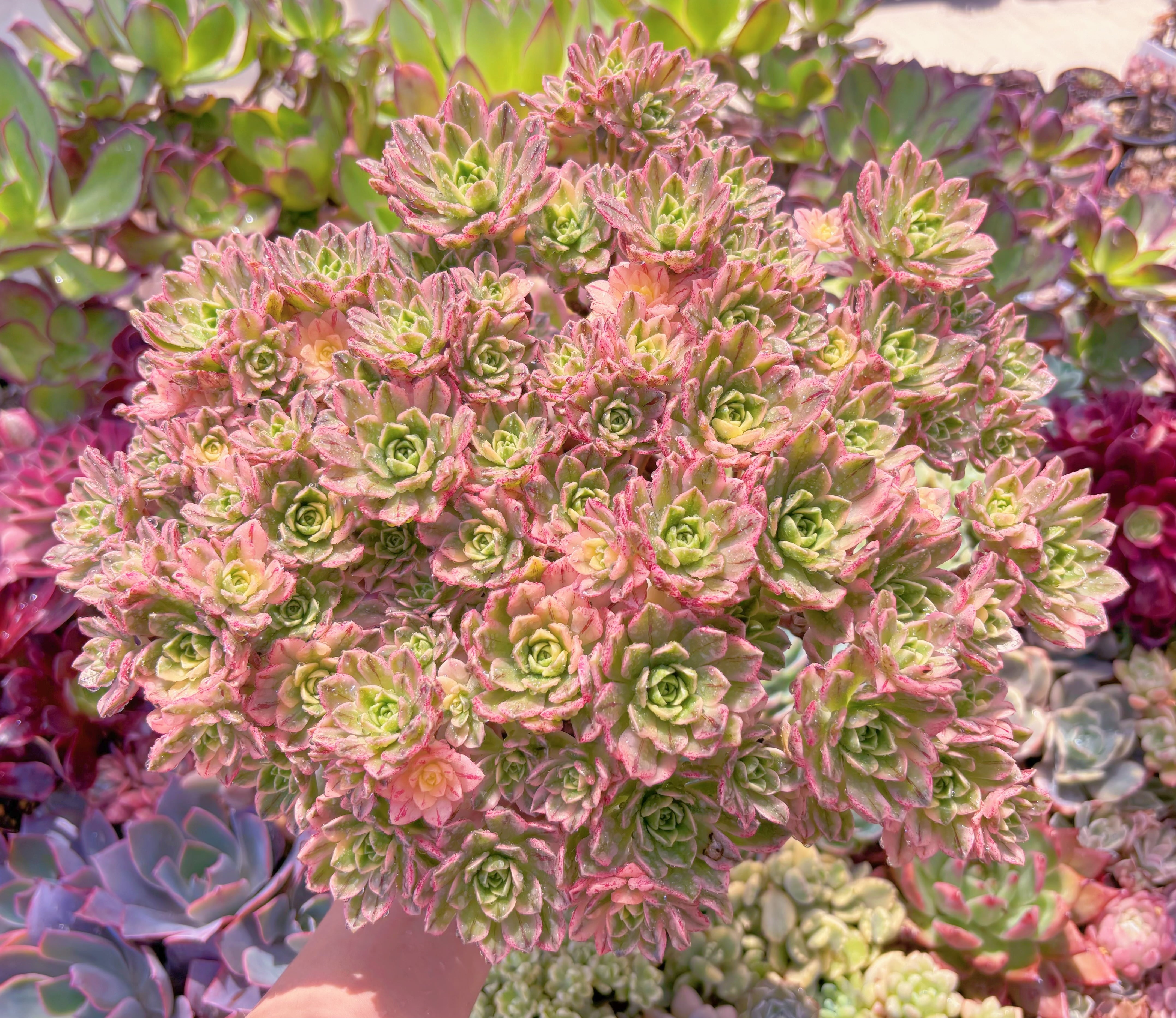 現品　sweet tea#2160　特特大群生　るる農園