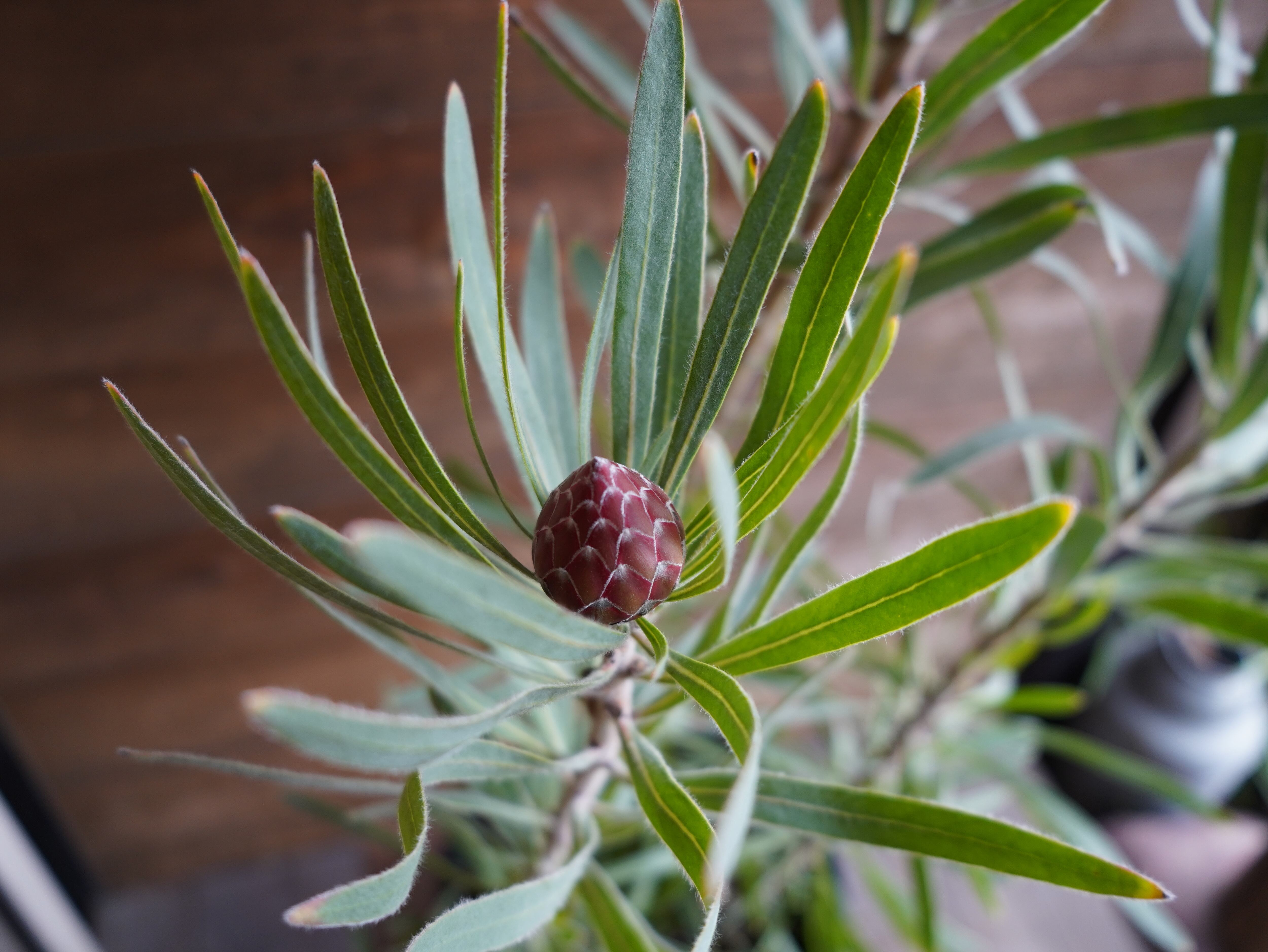 【現物】プロテア ”エクリプス” B