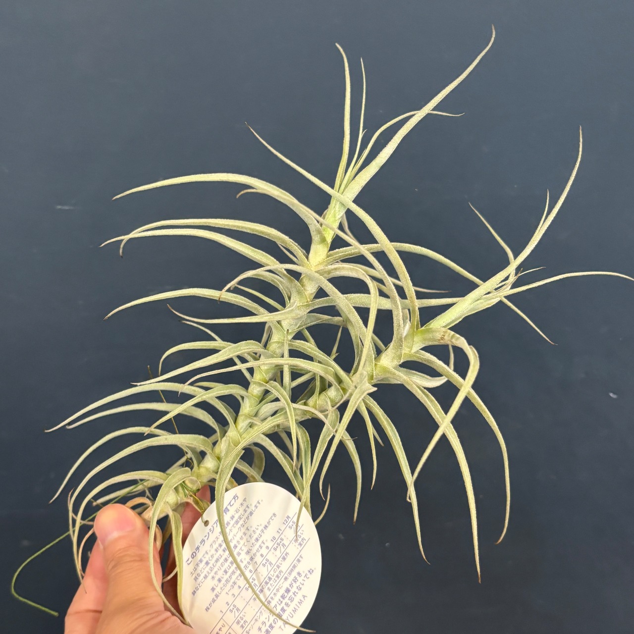 チランジア　ジェクイエンシス【535】