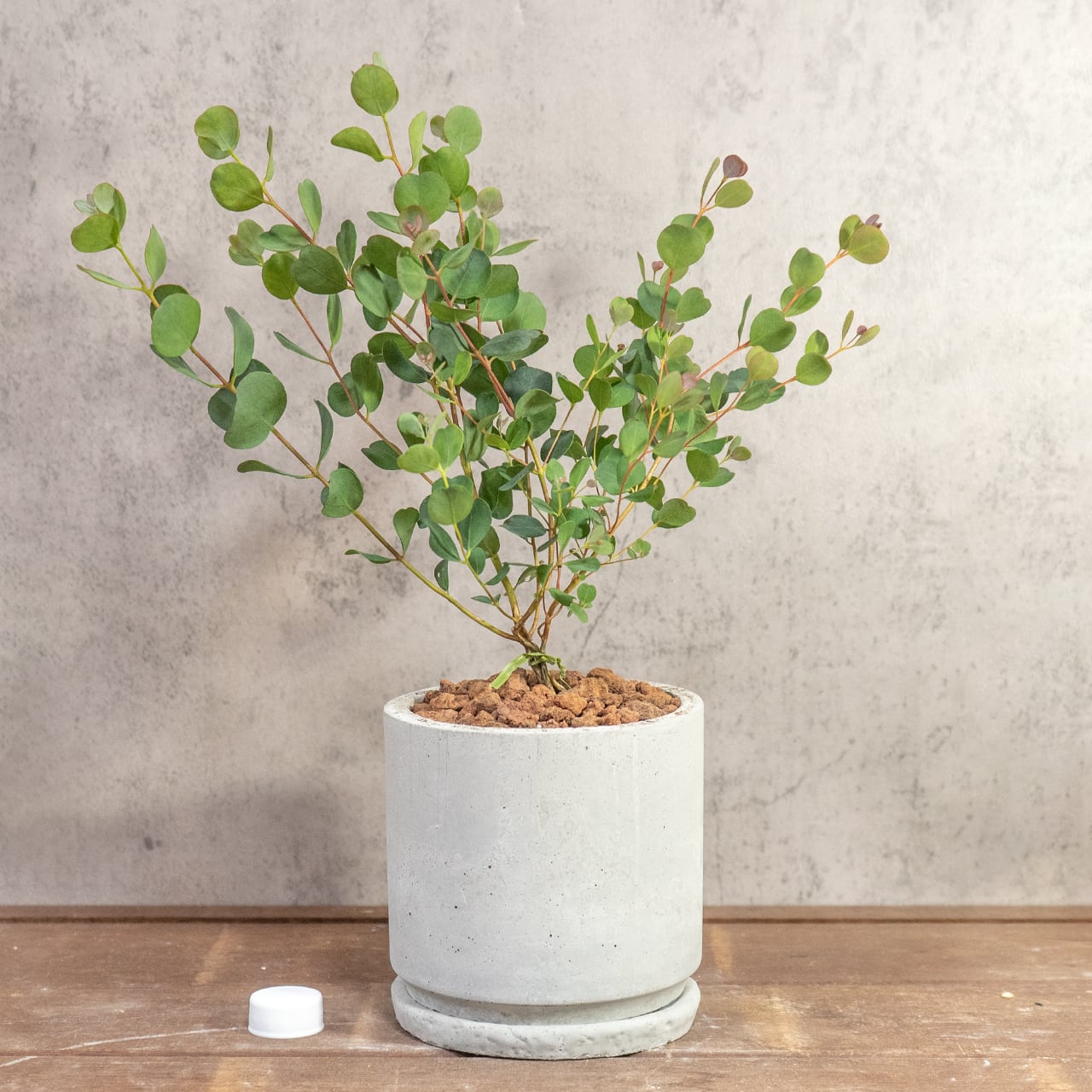 ハートの葉が魅力のユーカリ・ウェブステリアナ｜根腐れを防ぐ独自配合の用土を使用。質感のある手づくりモルタル鉢が植物を引き立てます