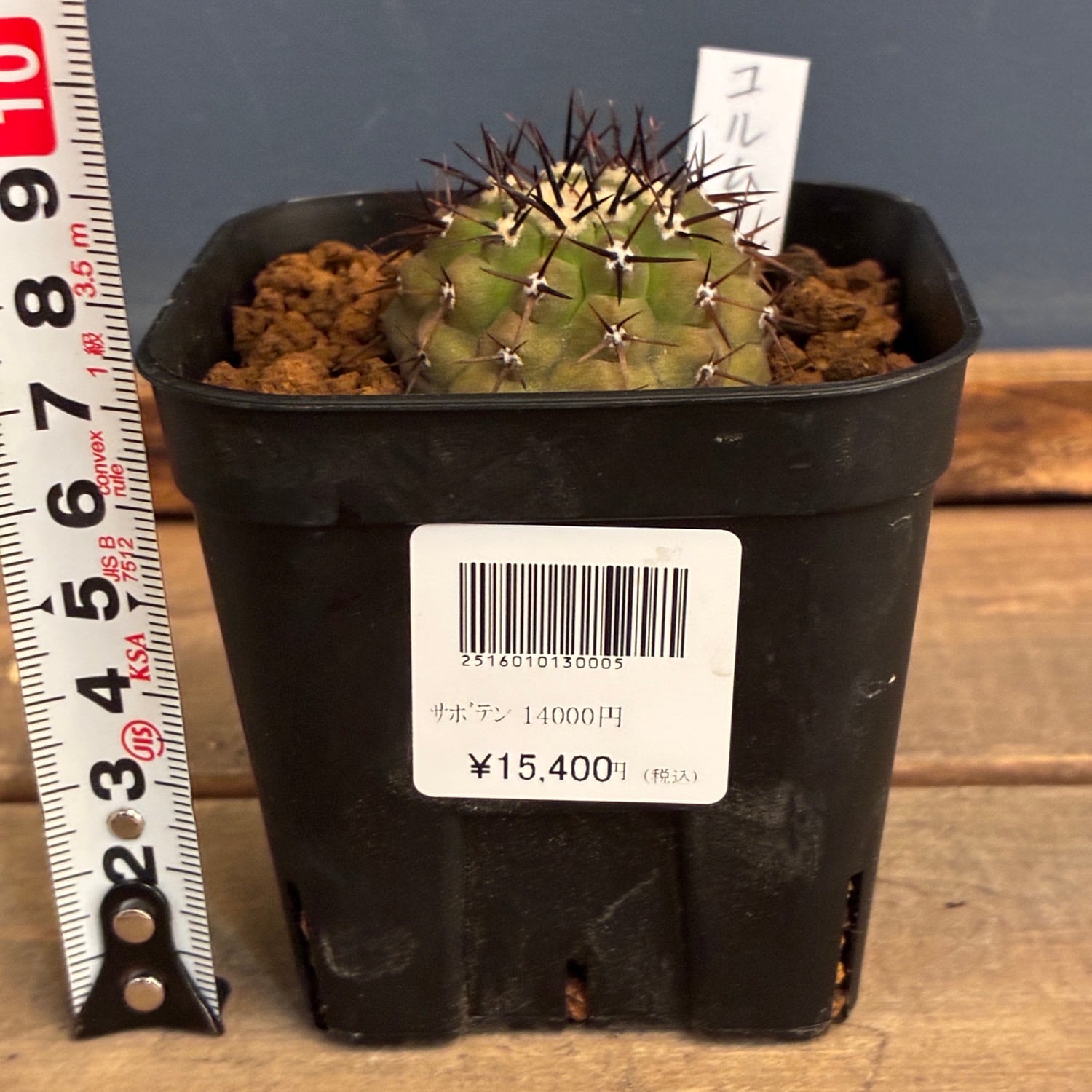 Copiapoa】サボテン コピアポア コルムナアルバ 孤竜丸 実生【1069