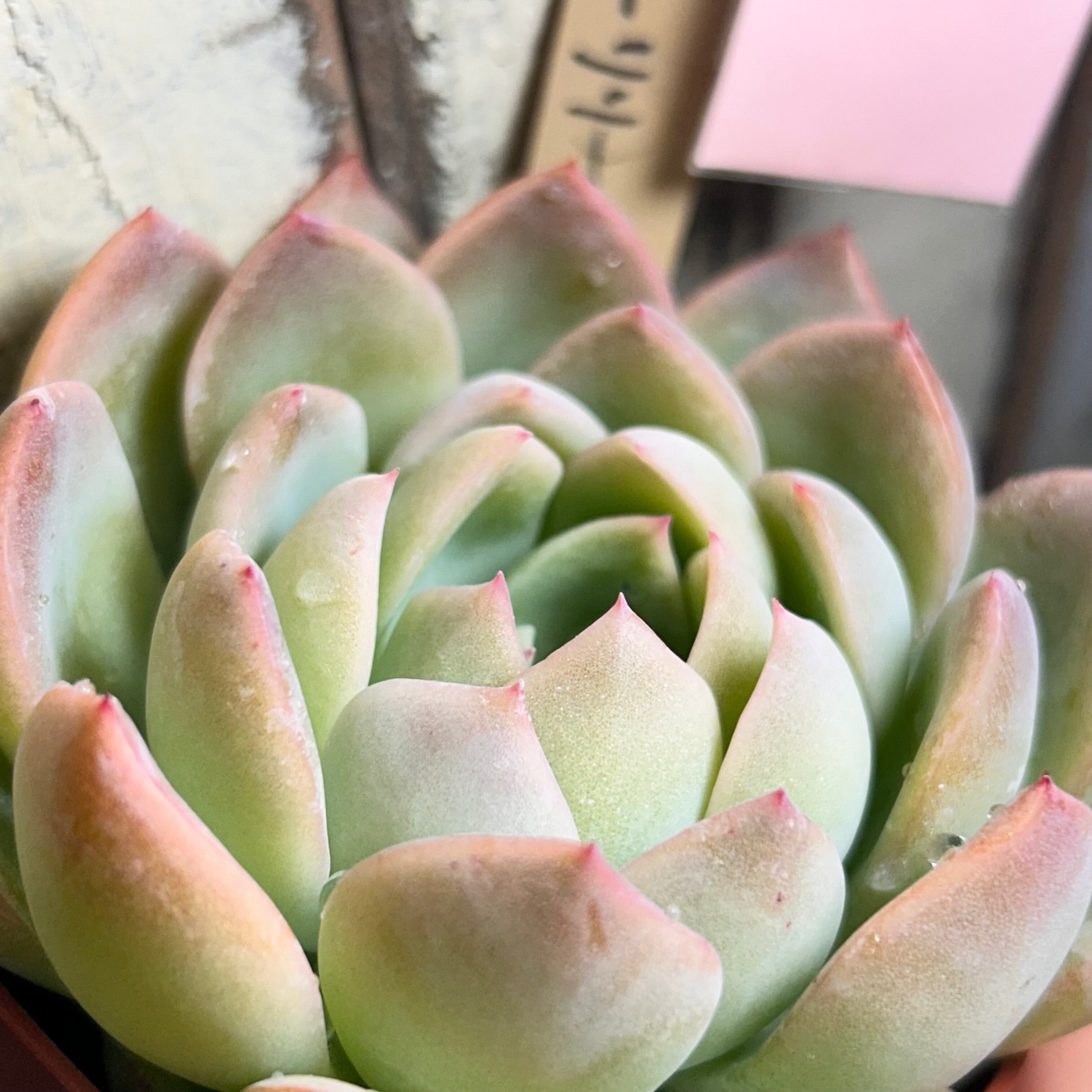 多肉植物　アガボイデス　ウォーターリリー錦 ウォーターリリー | RuPo 多肉植物専門店