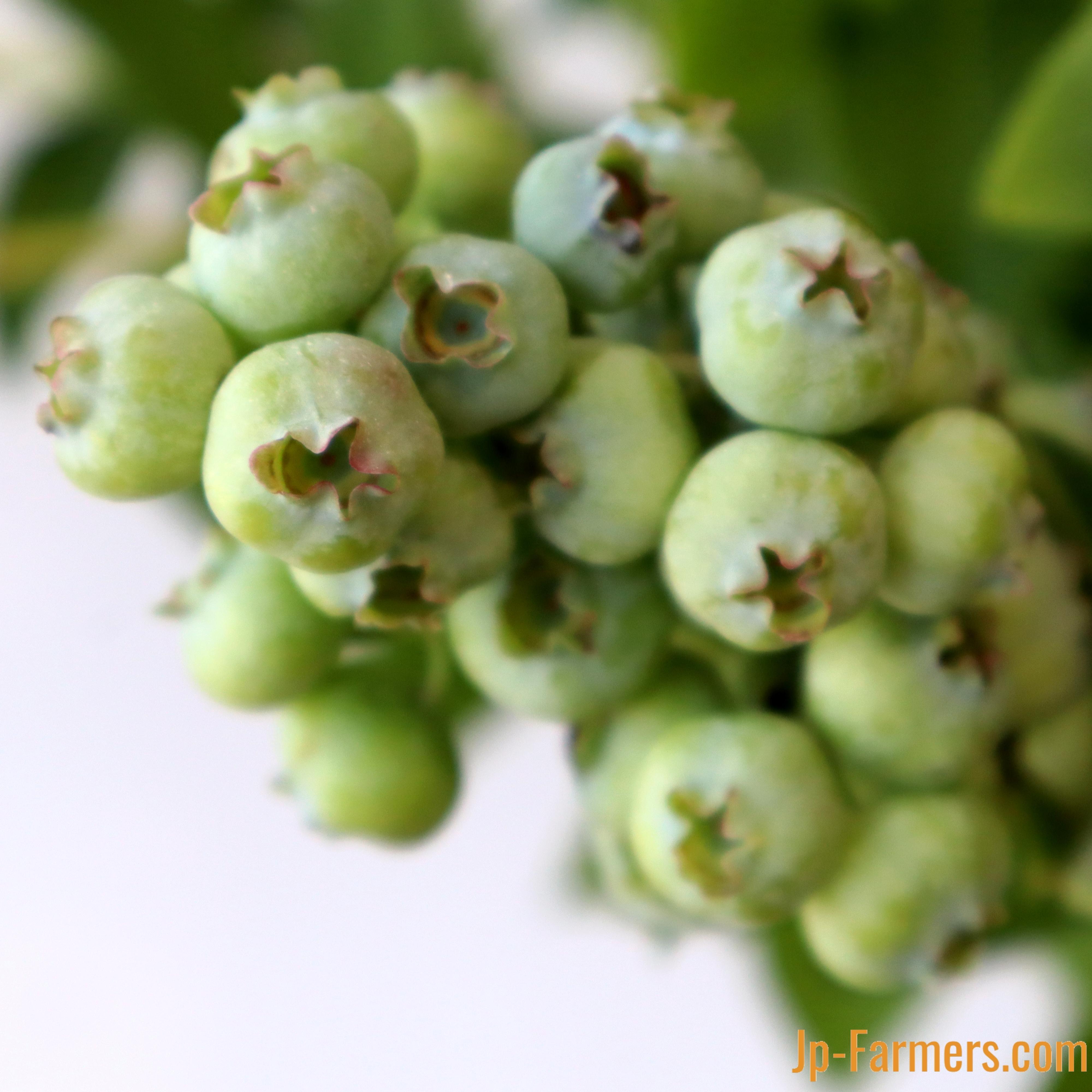 実のついた枝物 | 新鮮お花問屋 Jp-Farmers.com