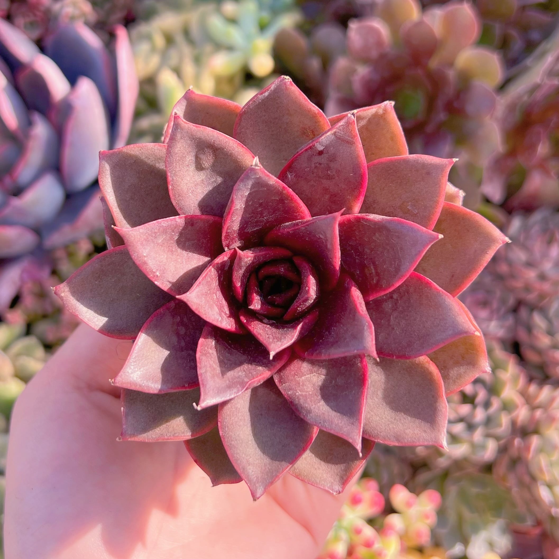 現品　烈焔の薔薇#A072　新入荷　るる農園