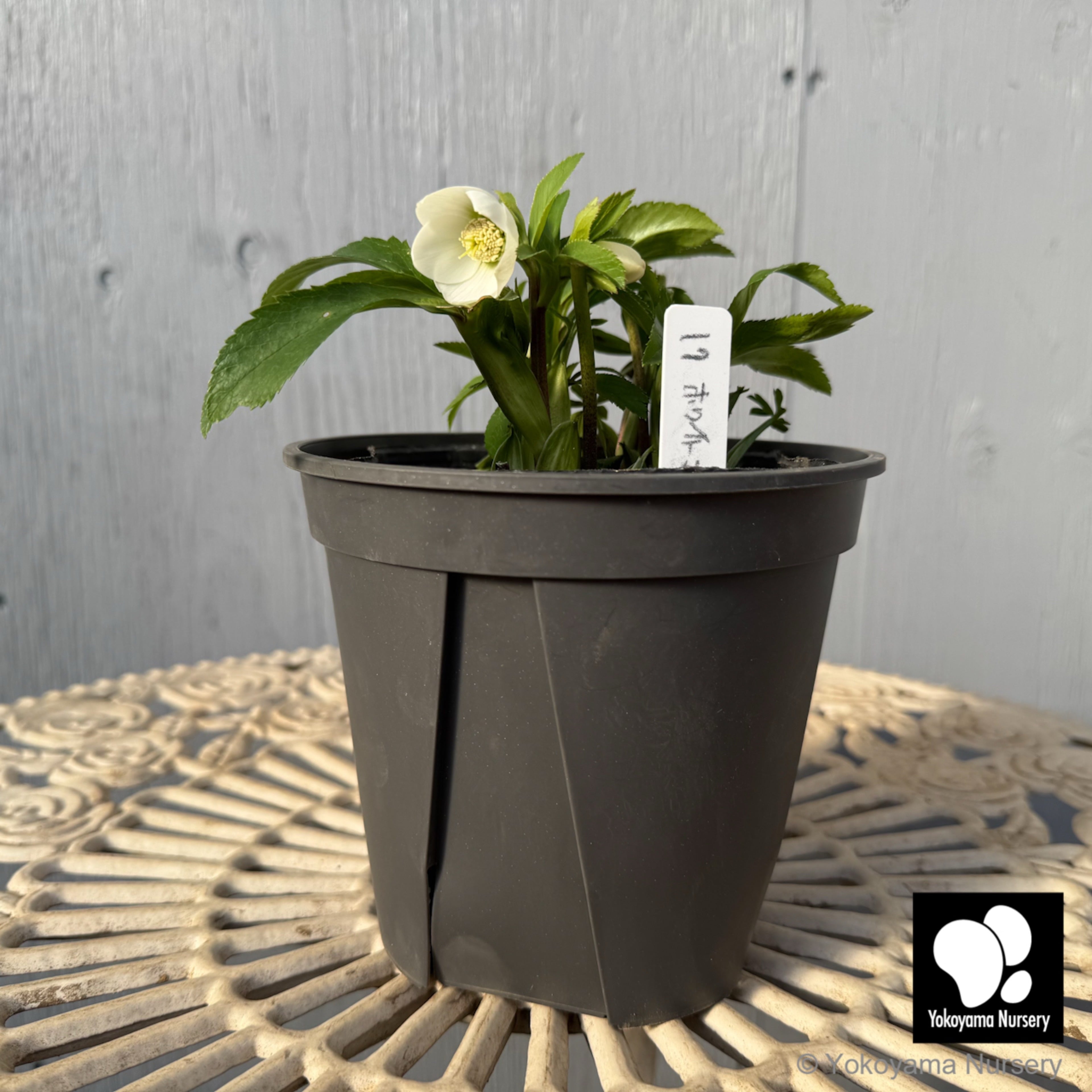 抽選販売】［17］ クリスマスローズ プチドール ホワイト 4.5号 | 横山