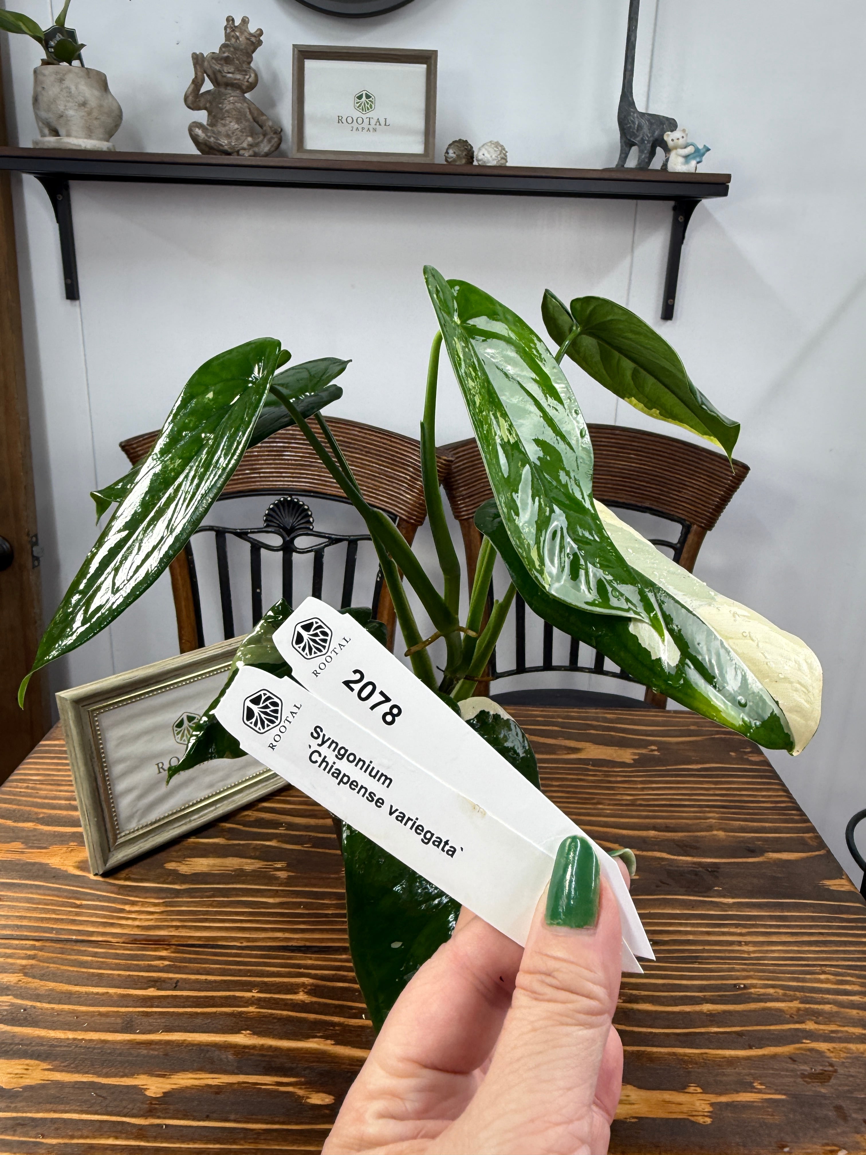 ★2078 シンゴニウム チアペンス 斑入り(3号)