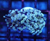 ParaAncora RareColor 4