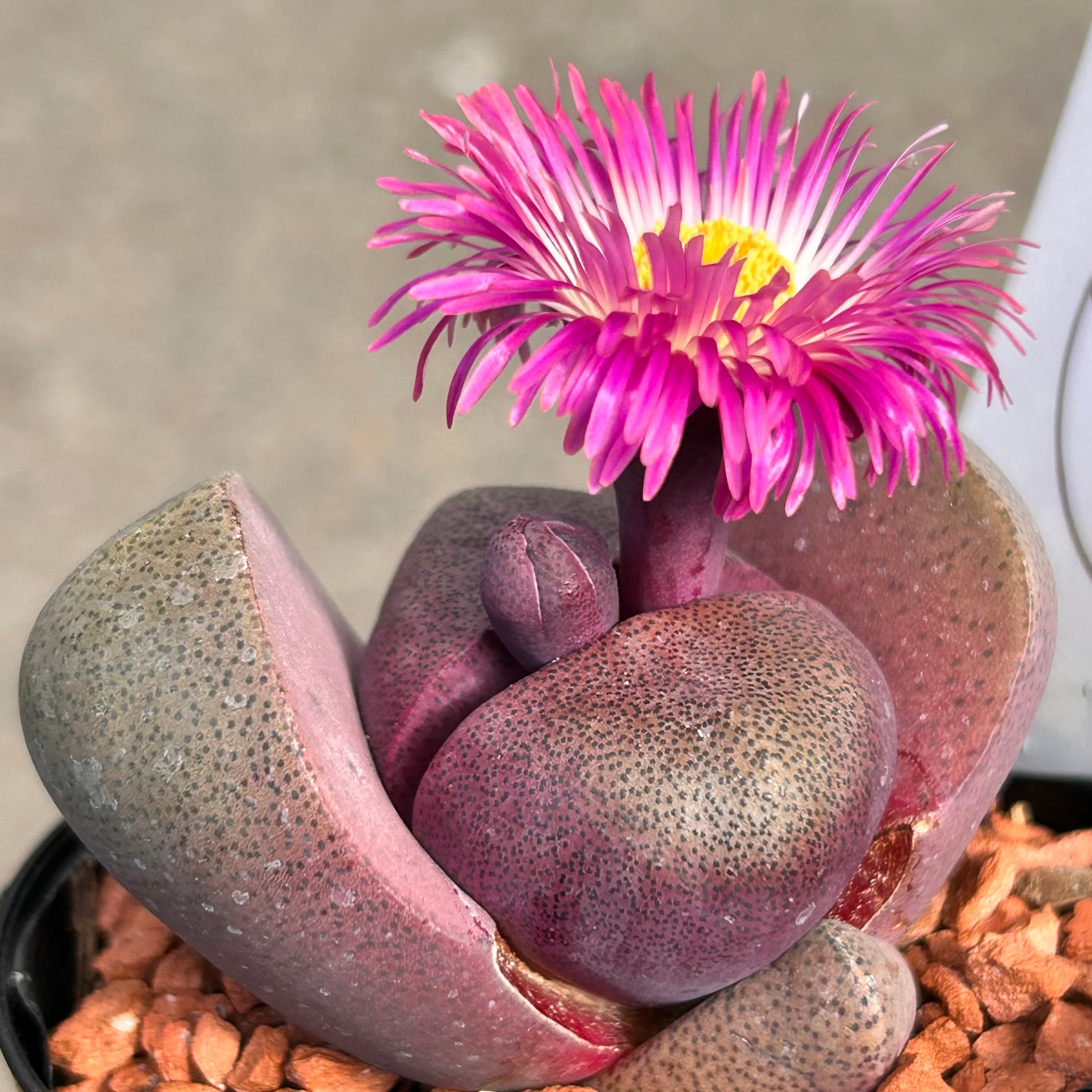 ツンツン 赤いホッペの⭐️ルビーティント⭐️多肉 7頭 寄せ植え ◡̈︎ レッドベリーhyb🍓🍒🍇 可愛いカラー😍 いっぱい増やして