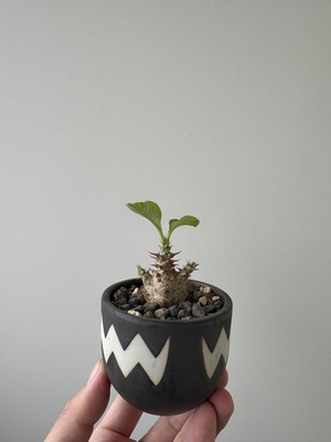 【極上品】Pachypodium baronii var. windsorii × VALIEM ASURA【赤花咲かすレア塊根】パキポディウム ウィンゾリー