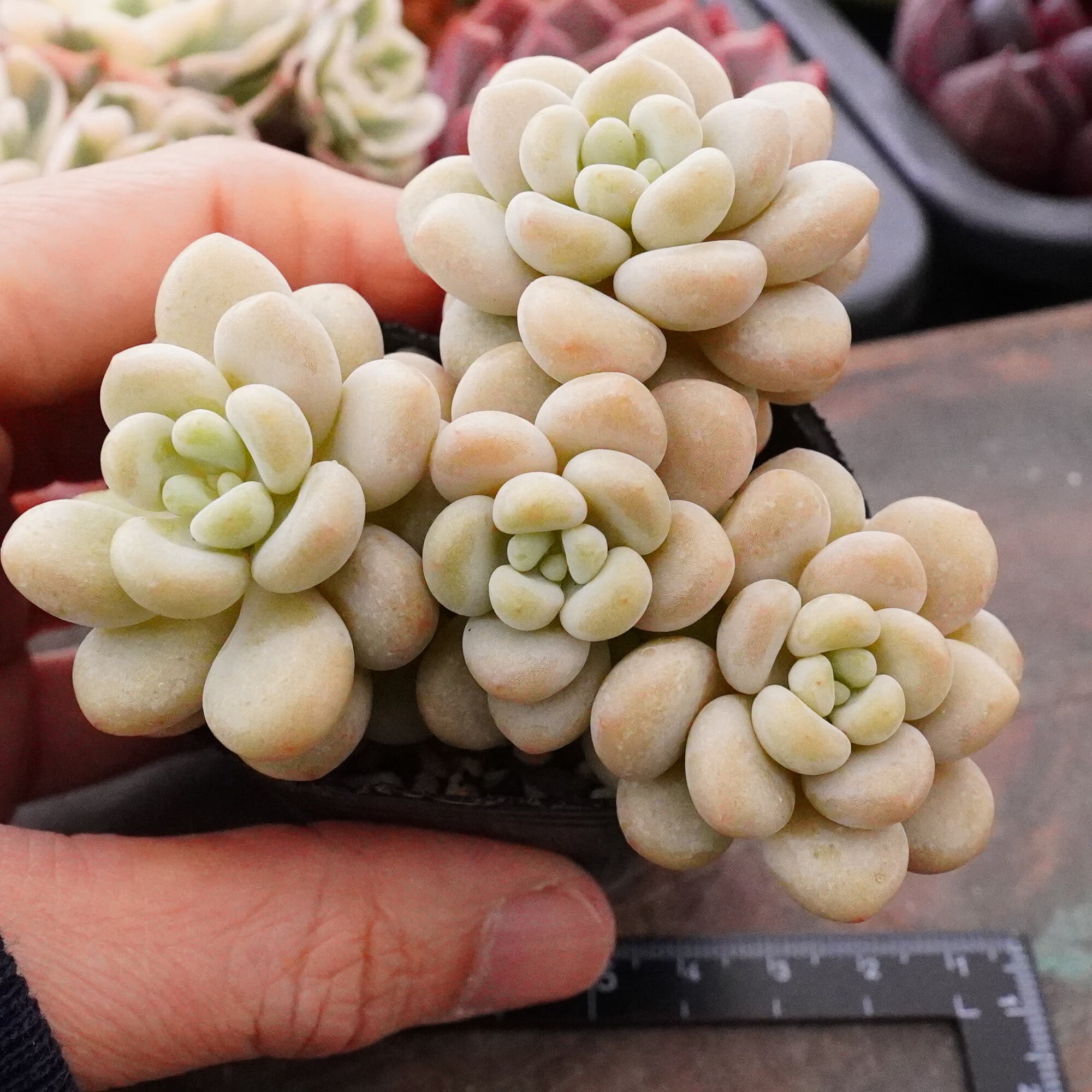 すべての商品 | E-TANIKU