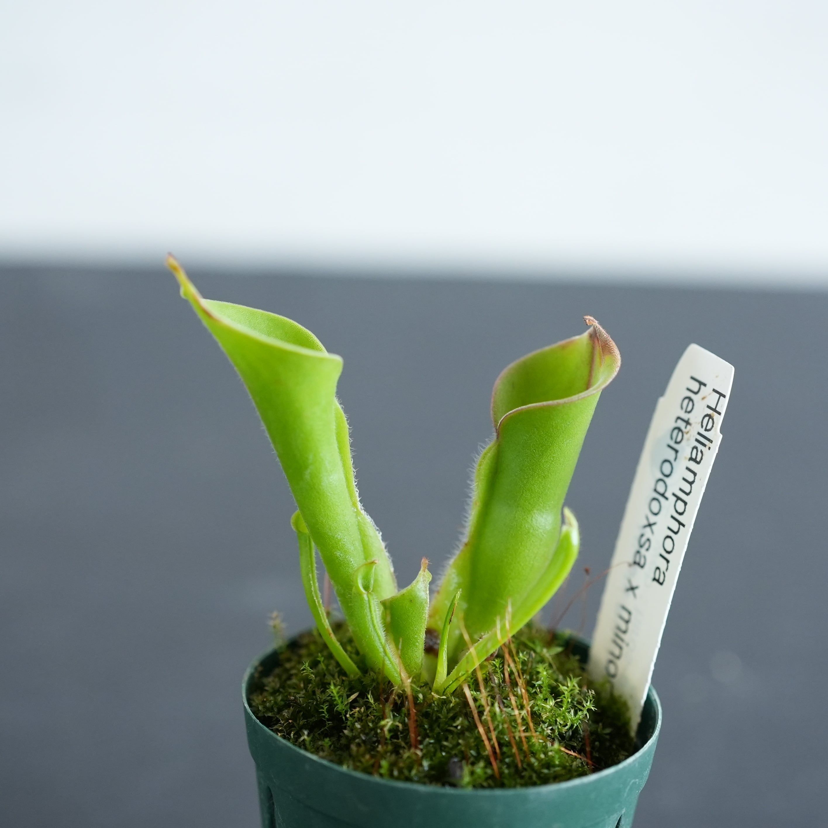 ヘリアンフォラ Heliamphora (heterodoxsa × minor)【食虫植物】 苔