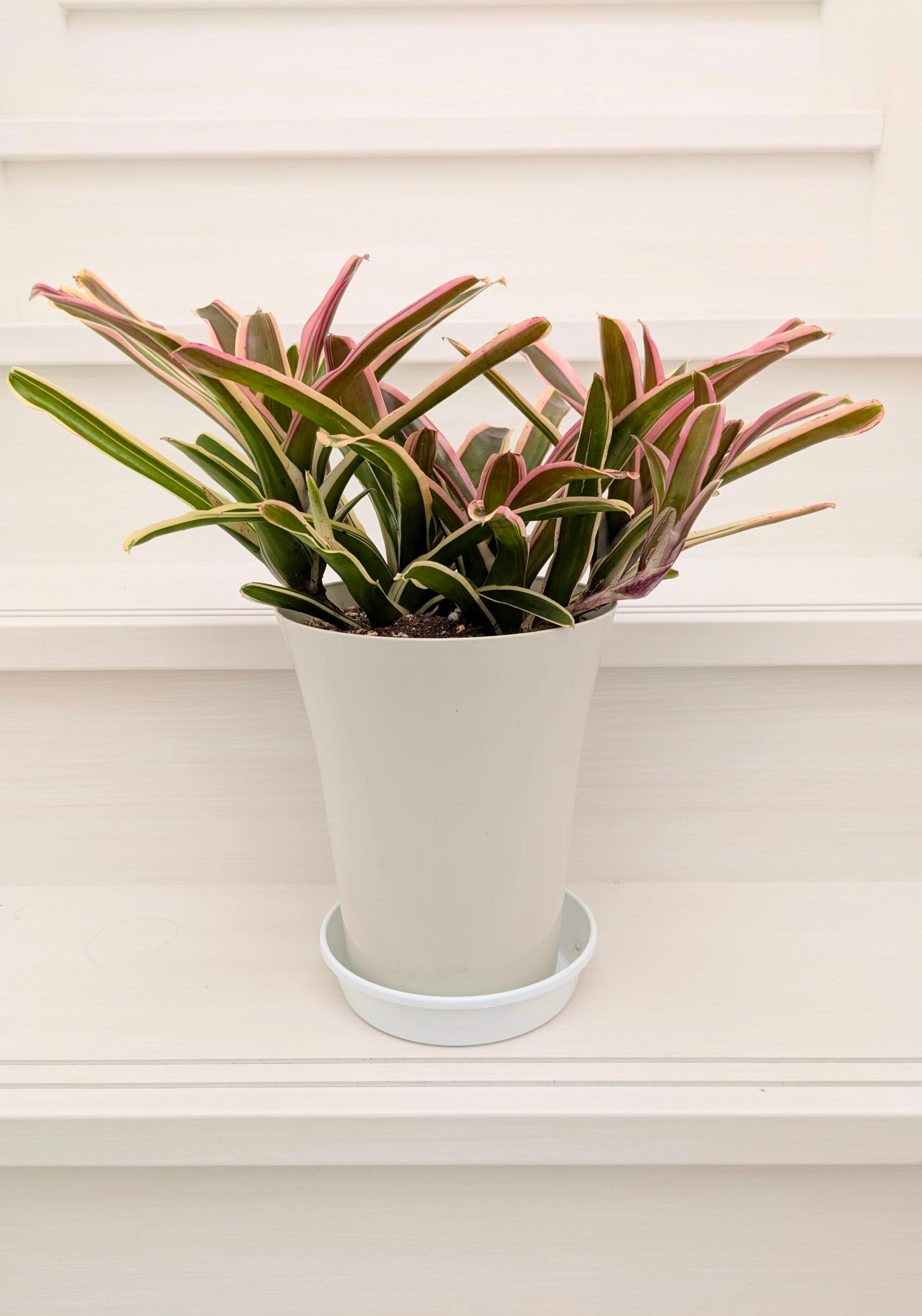 観葉植物》ネオレゲリア 「ファイヤーボール」 6号鉢 | 札幌 花屋