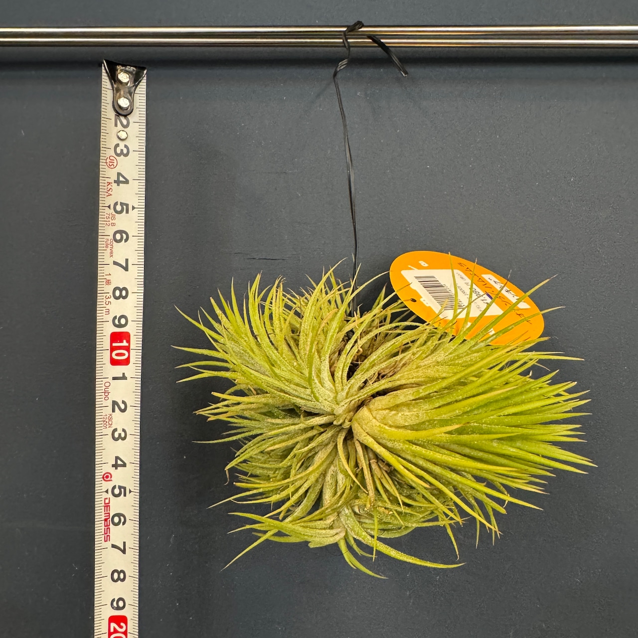 チランジア ハムエムラ ハンギング【891】