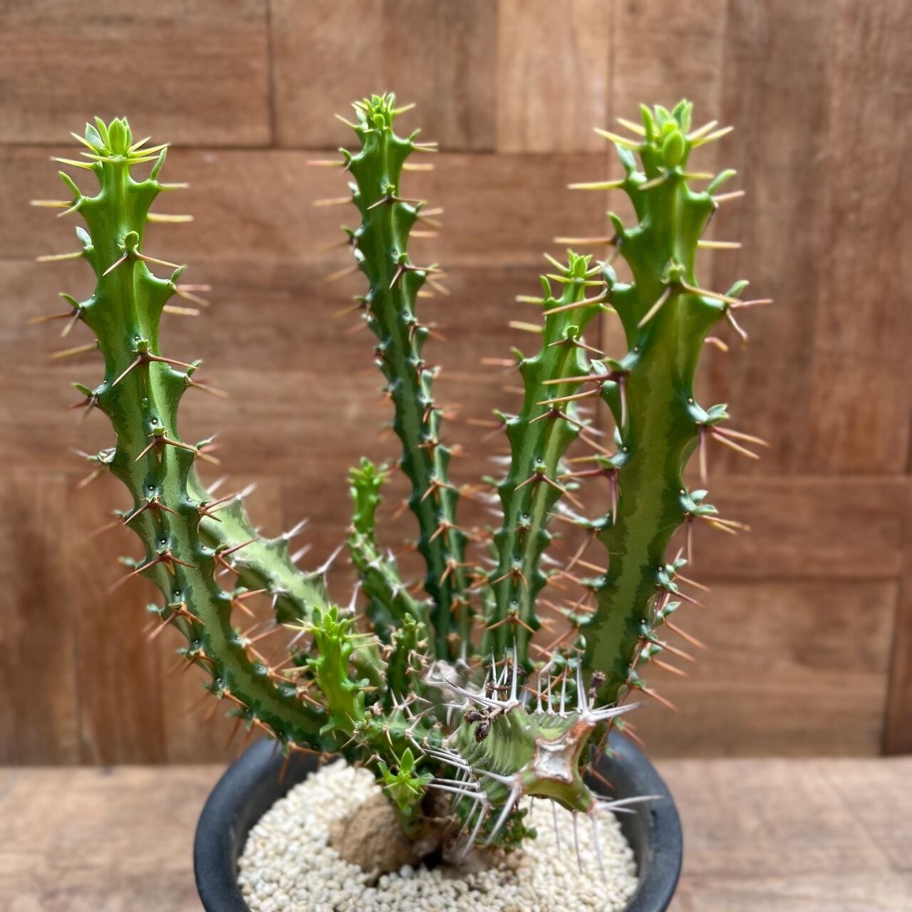 ユーフォルビア ガムケンシス 塊根植物 コーデックス ユーフォルビア ガムケンシス 塊根植物 コーデックス