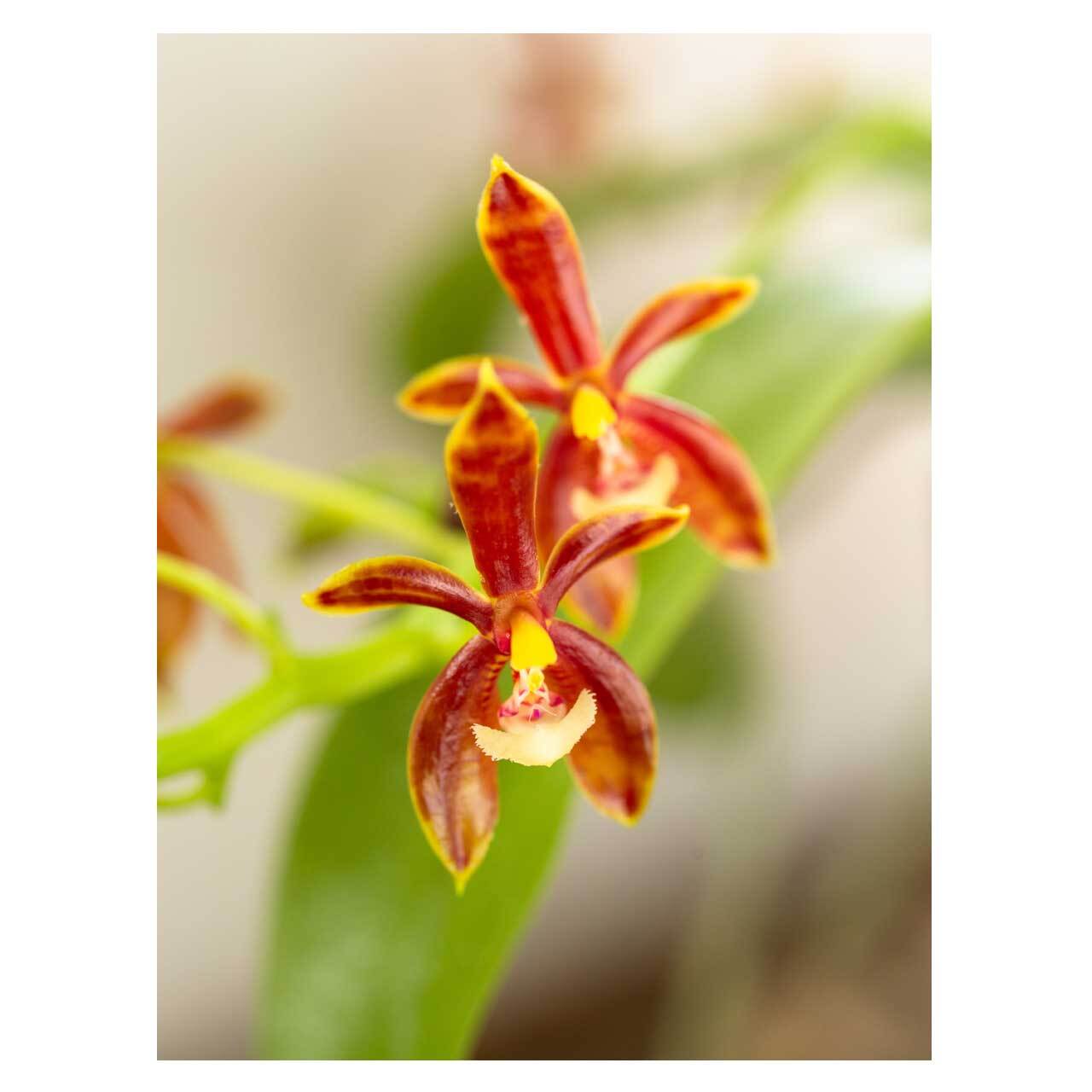 Phalaenopsis Mansebi | Seeding