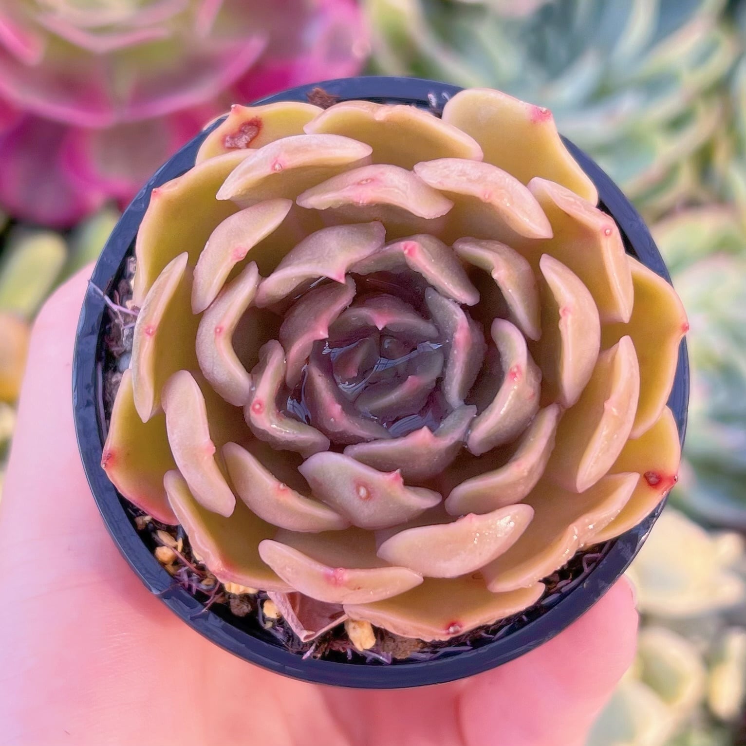 現品　Kiss#2196　るる農園